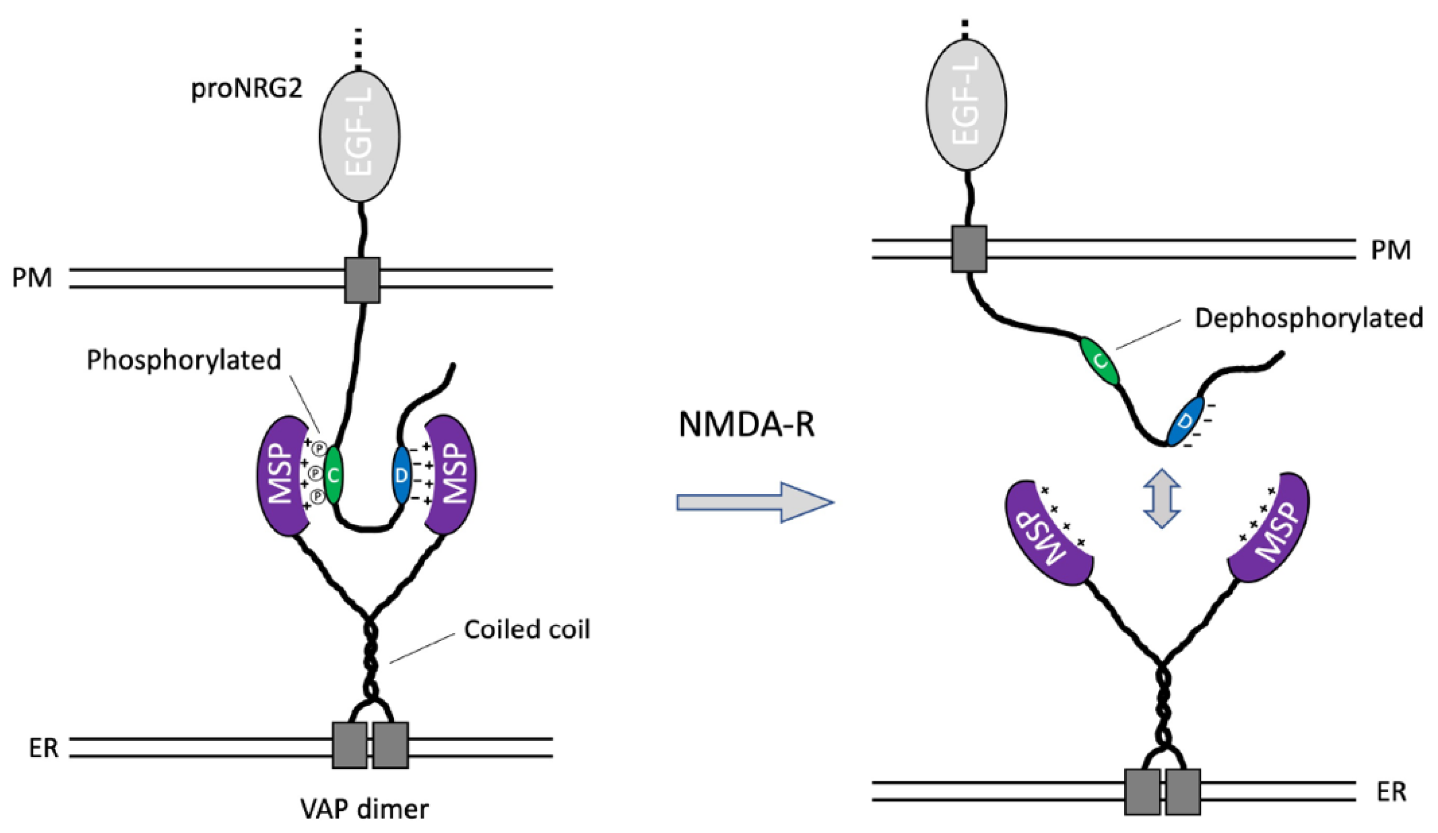 Ijms 24 02908 g006 Ijms 24 02908 g006