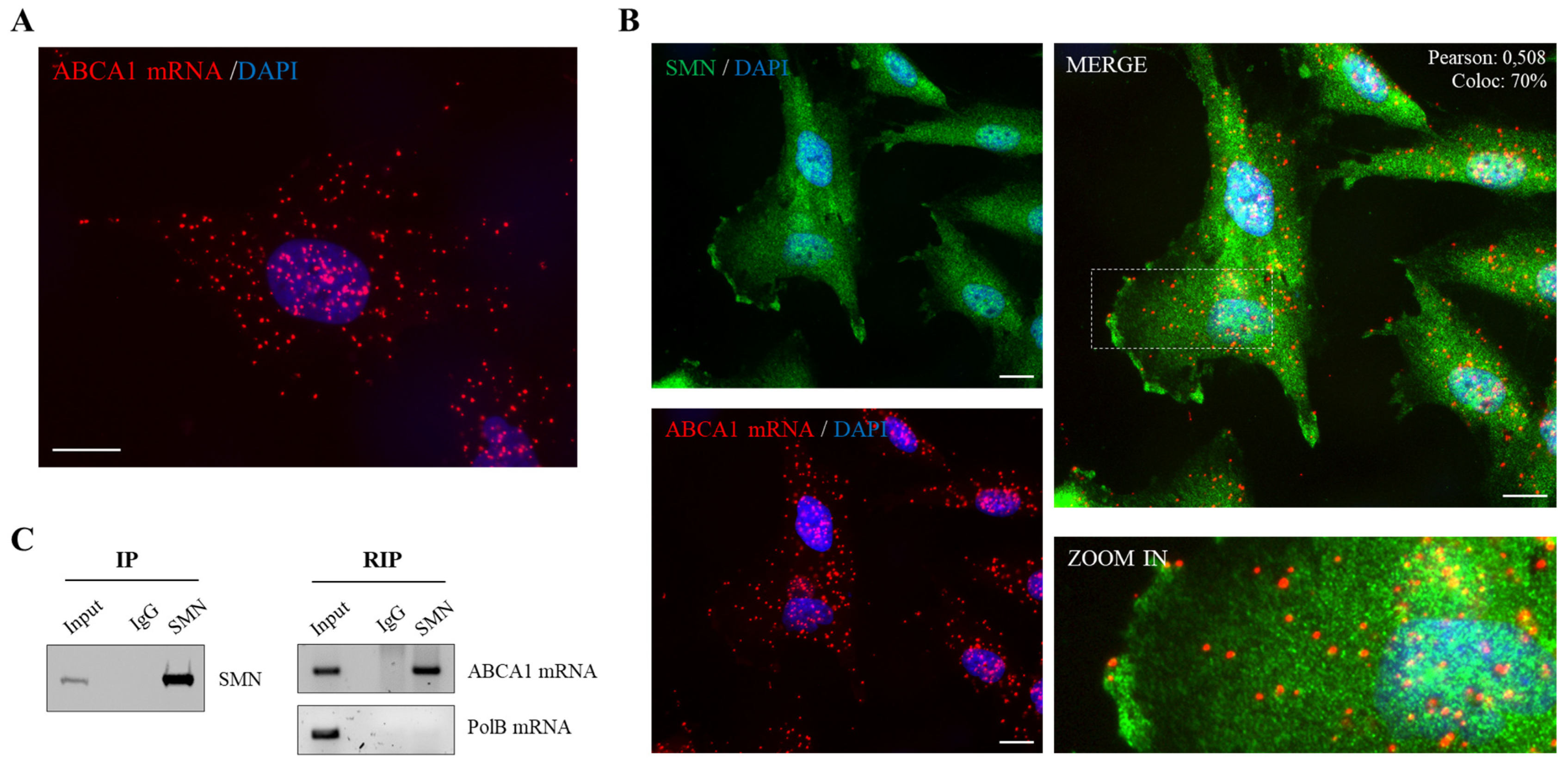 Ijms 24 02916 g001 Ijms 24 02916 g001
