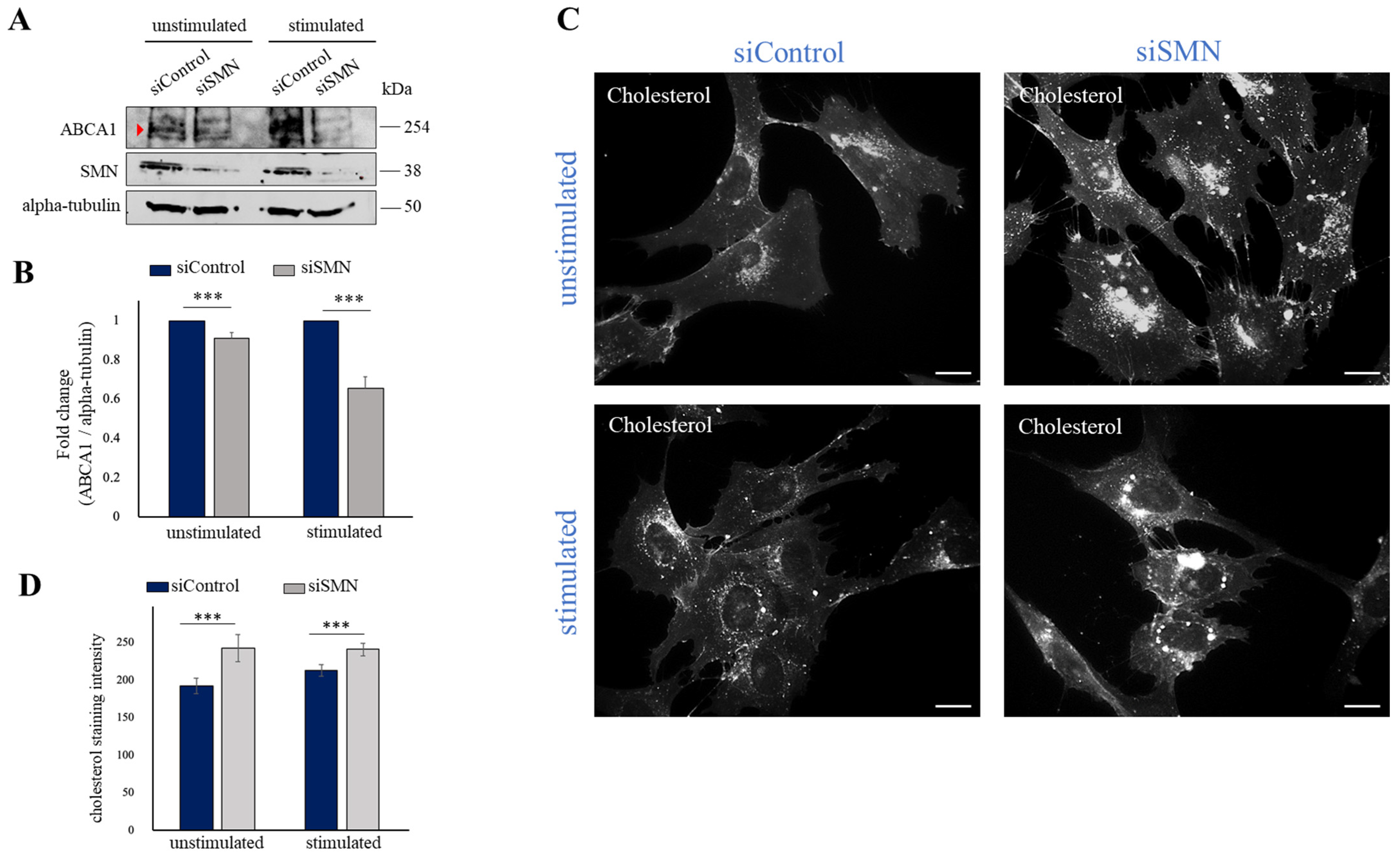 Ijms 24 02916 g003 Ijms 24 02916 g003
