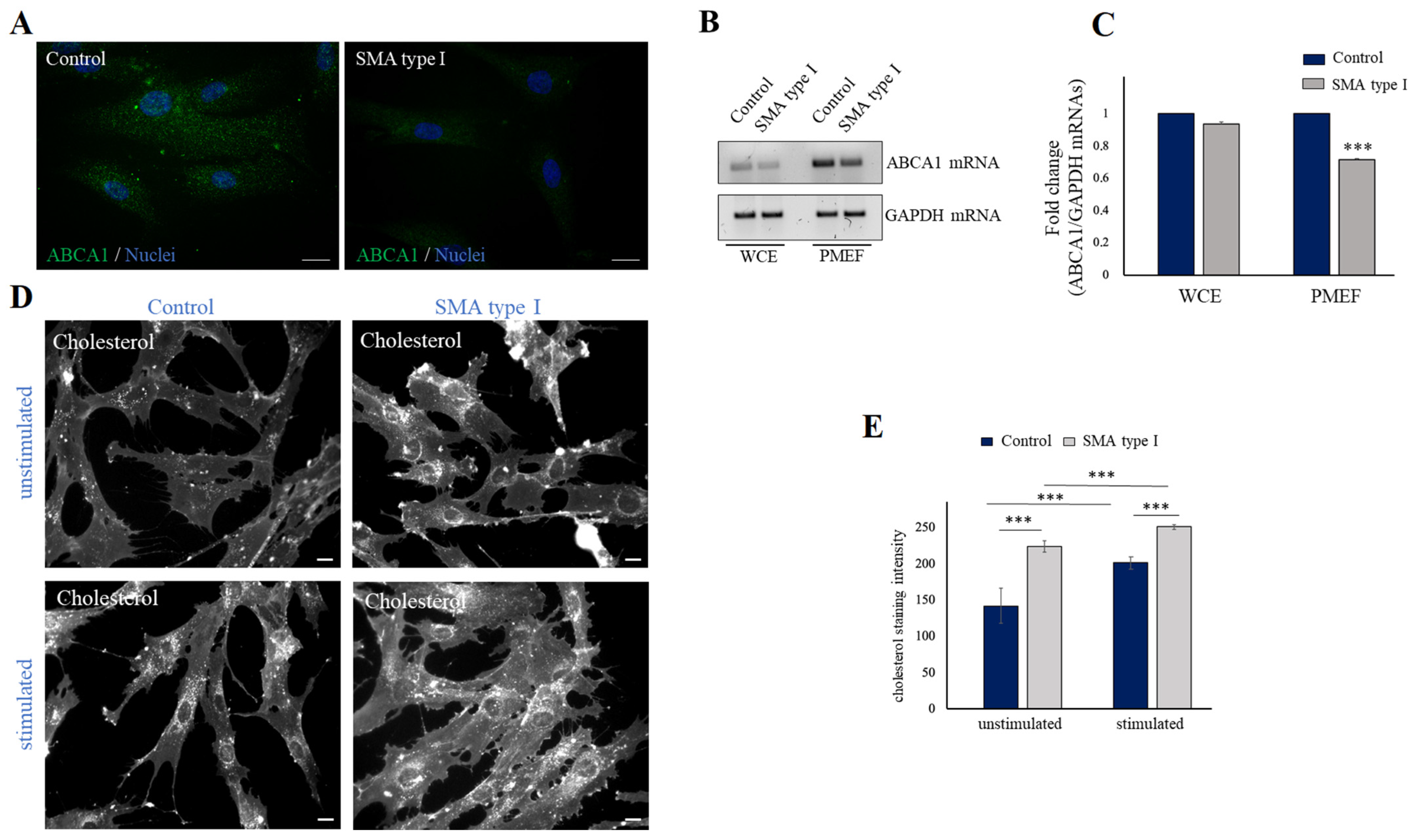 Ijms 24 02916 g004 Ijms 24 02916 g004