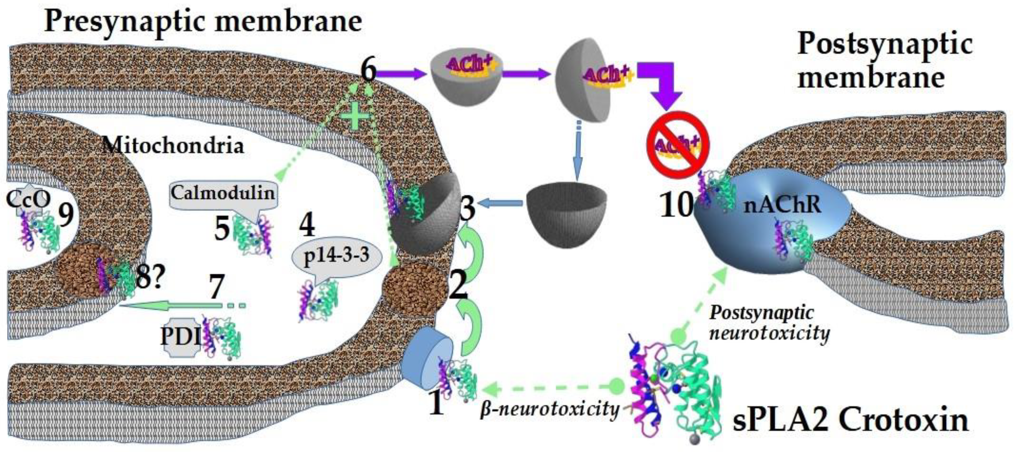 IJMS | Free Full-Text | What Are the Neurotoxins in Hemotoxic 