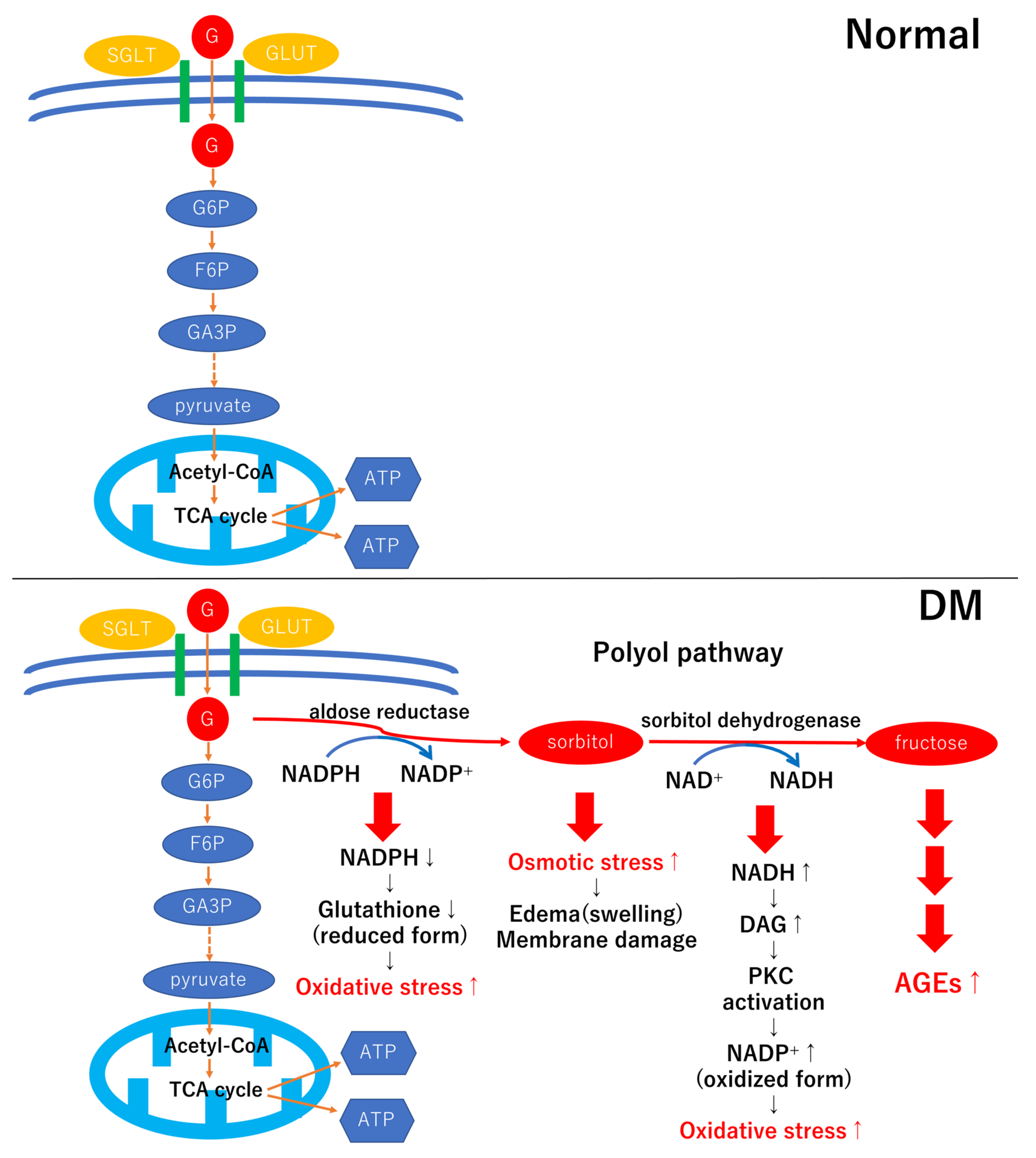 Ijms 24 02927 g003 Ijms 24 02927 g003