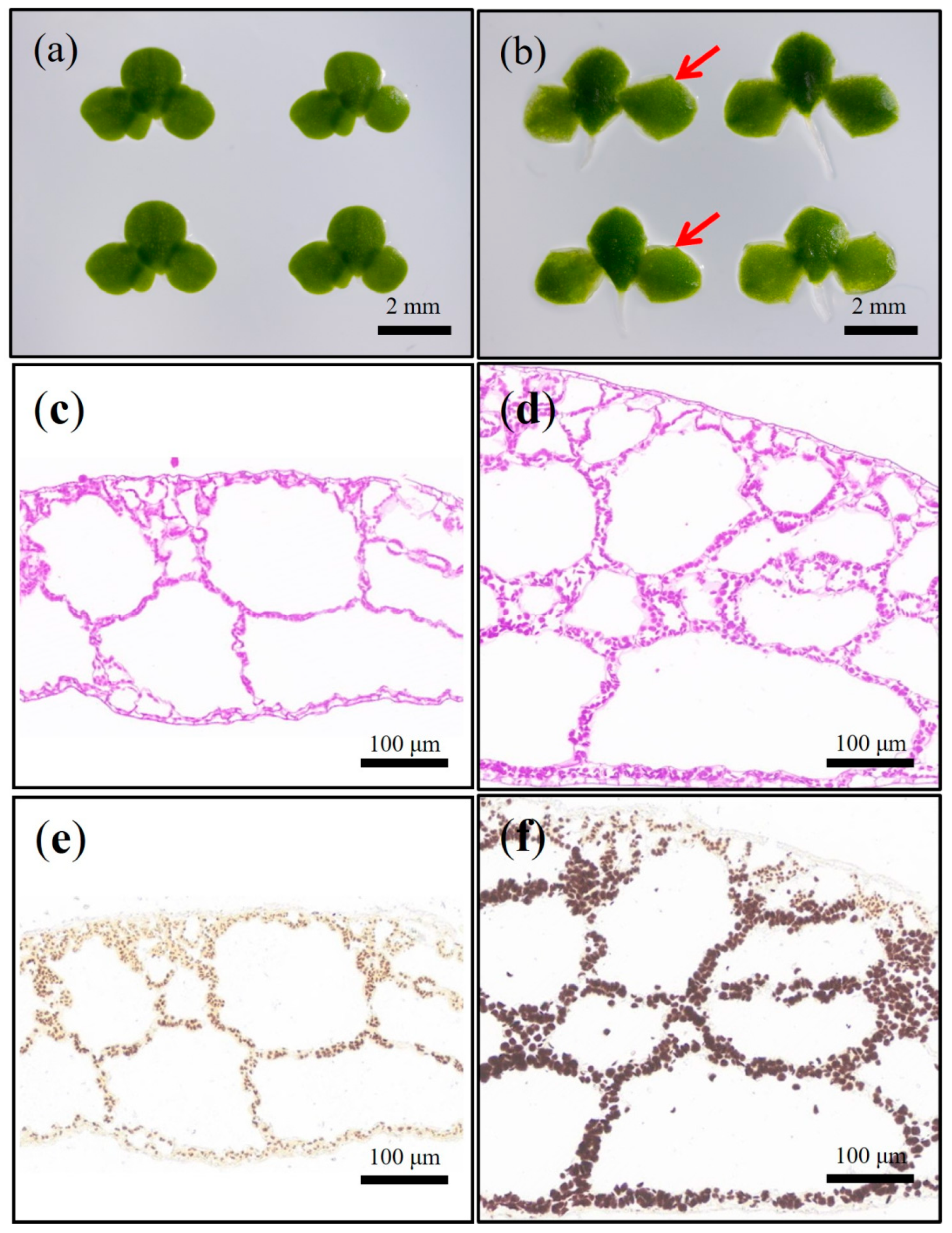 Ijms 24 02934 g001 Ijms 24 02934 g001