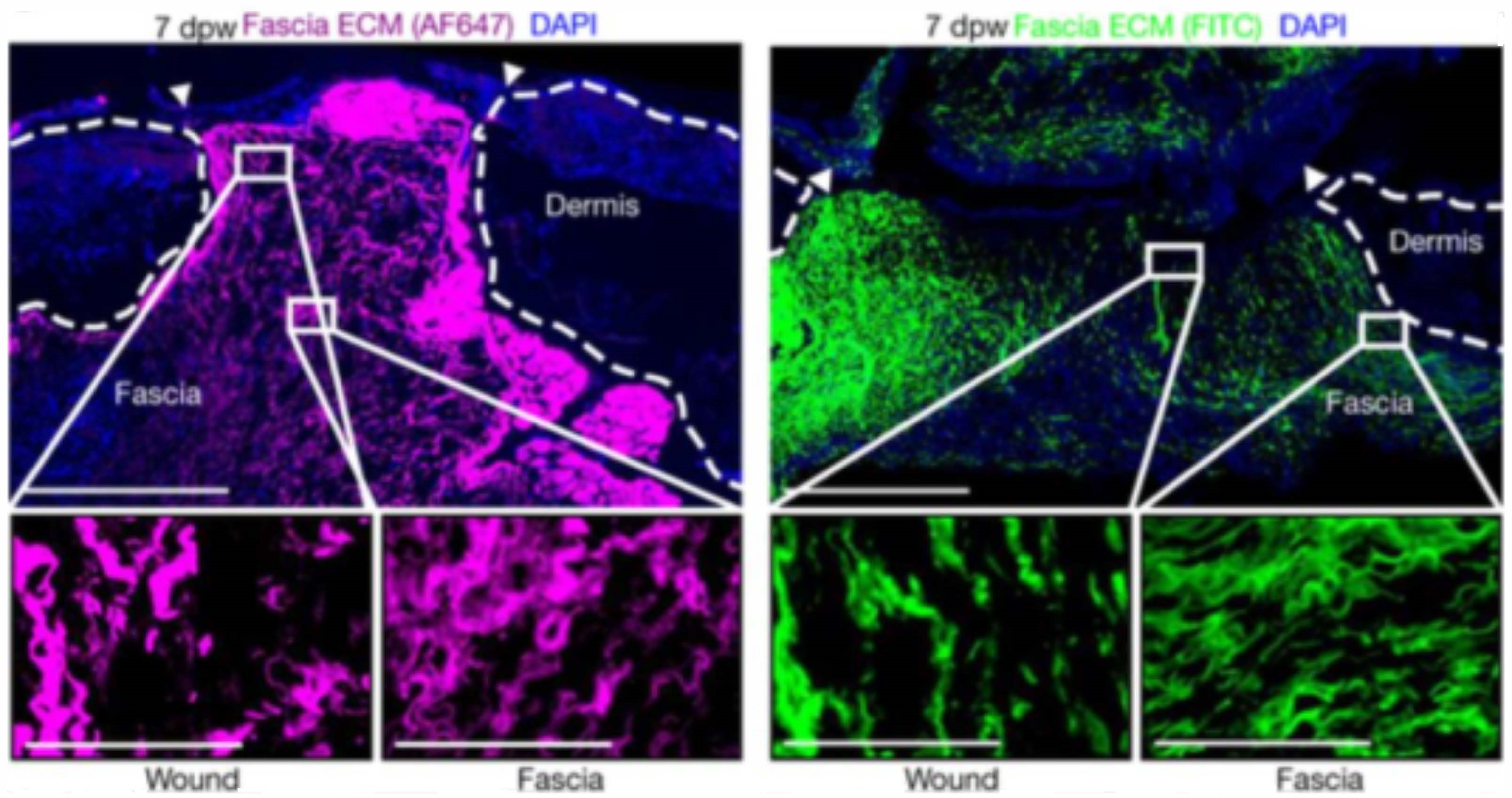 Ijms 24 02936 g004 550