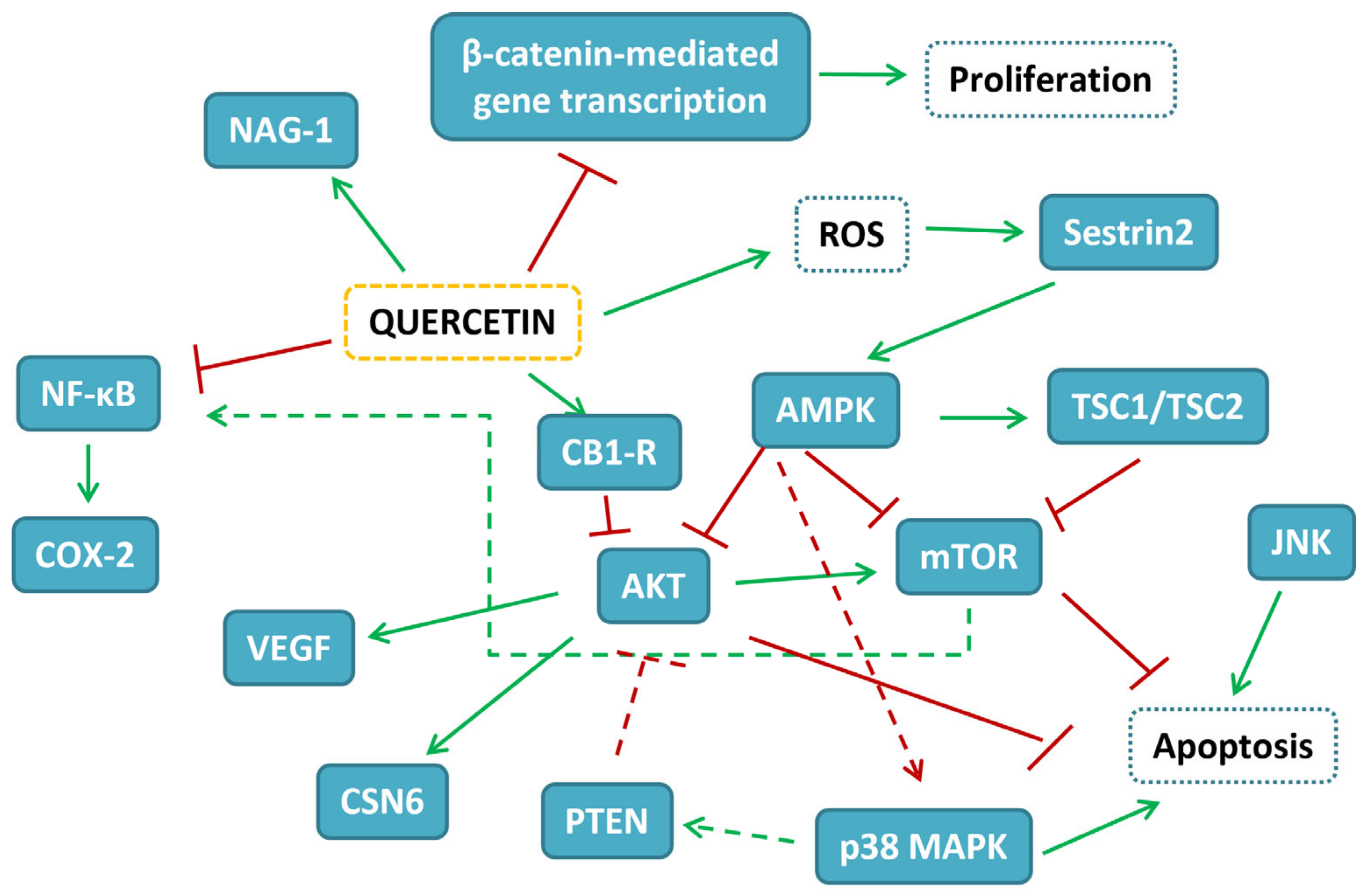 Targets Involved in the Anti-Cancer Activity of Quercetin in