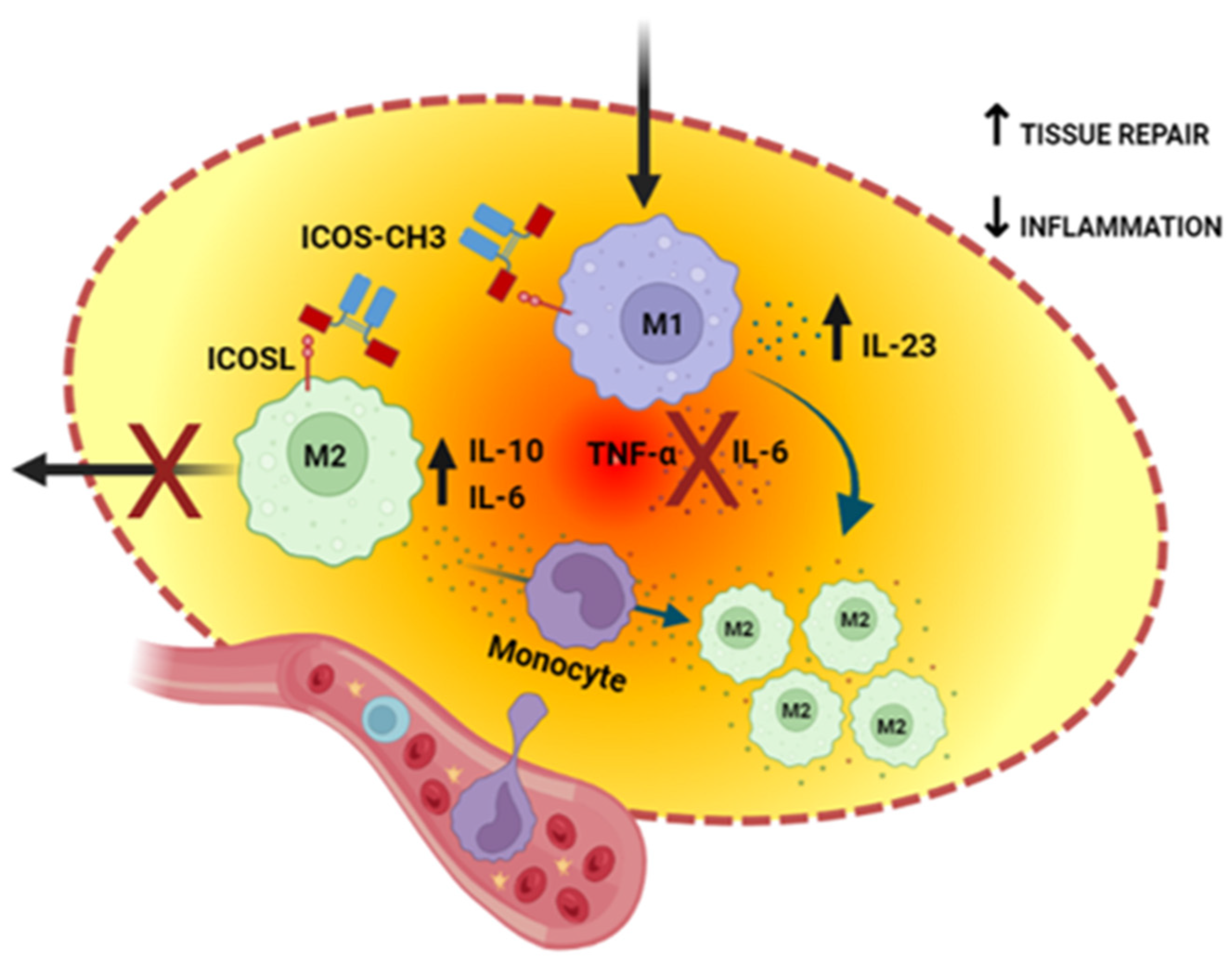 IJMS | Free Full-Text | Differential Modulation of Human M1 and M2 ...