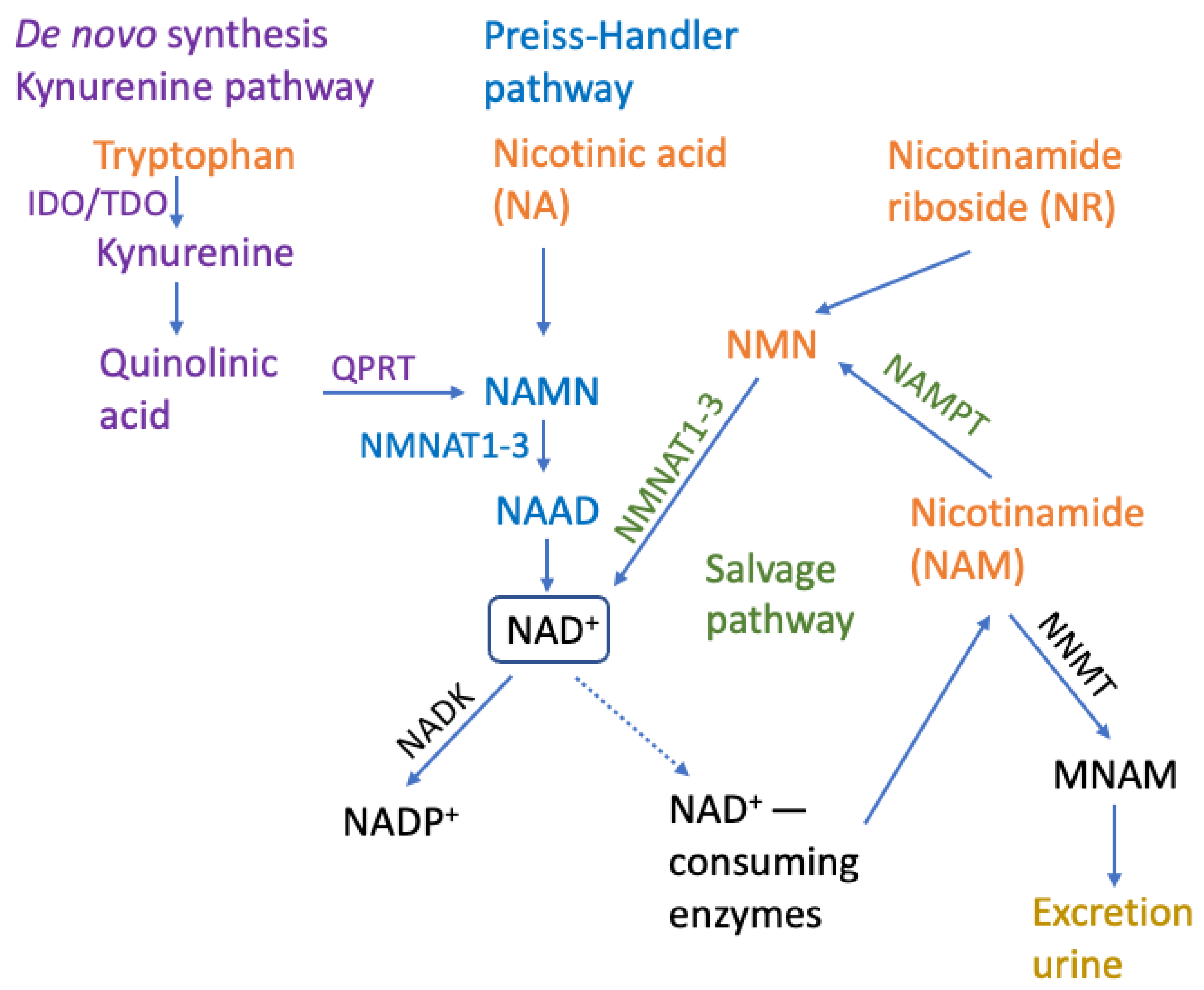 NAD+ Skincare Benefits: The Anti-Aging Secret?