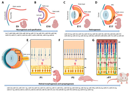 MicroRNAs in the Mouse Developing Retina