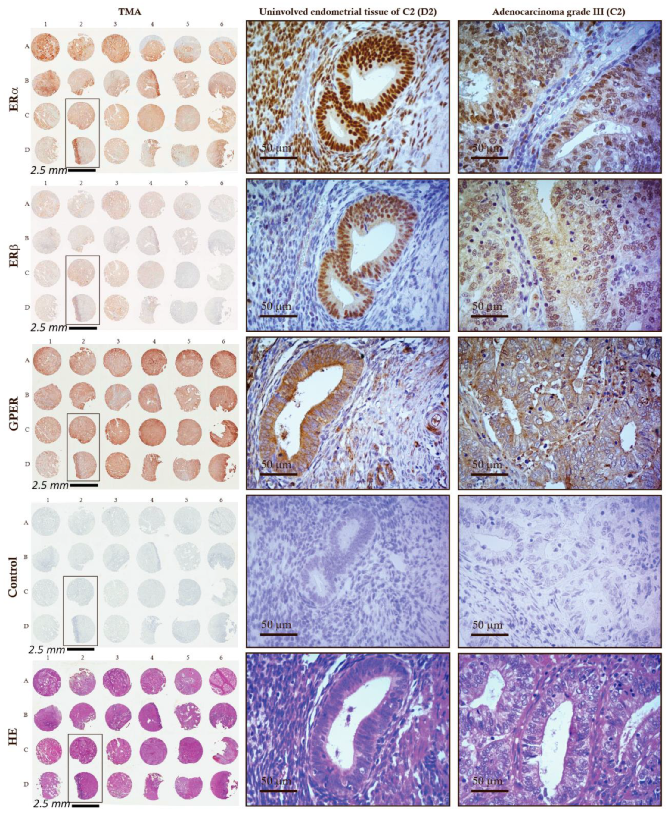 Ijms 24 03009 g007 Ijms 24 03009 g007