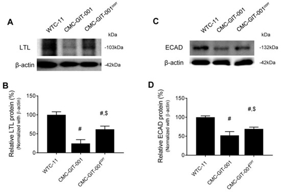 CRISPR-Cas9 correction of OPA1 c.1334G>A: p.R445H restores mitochondrial  homeostasis in dominant optic atrophy patient-derived iPSCs: Molecular  Therapy - Nucleic Acids