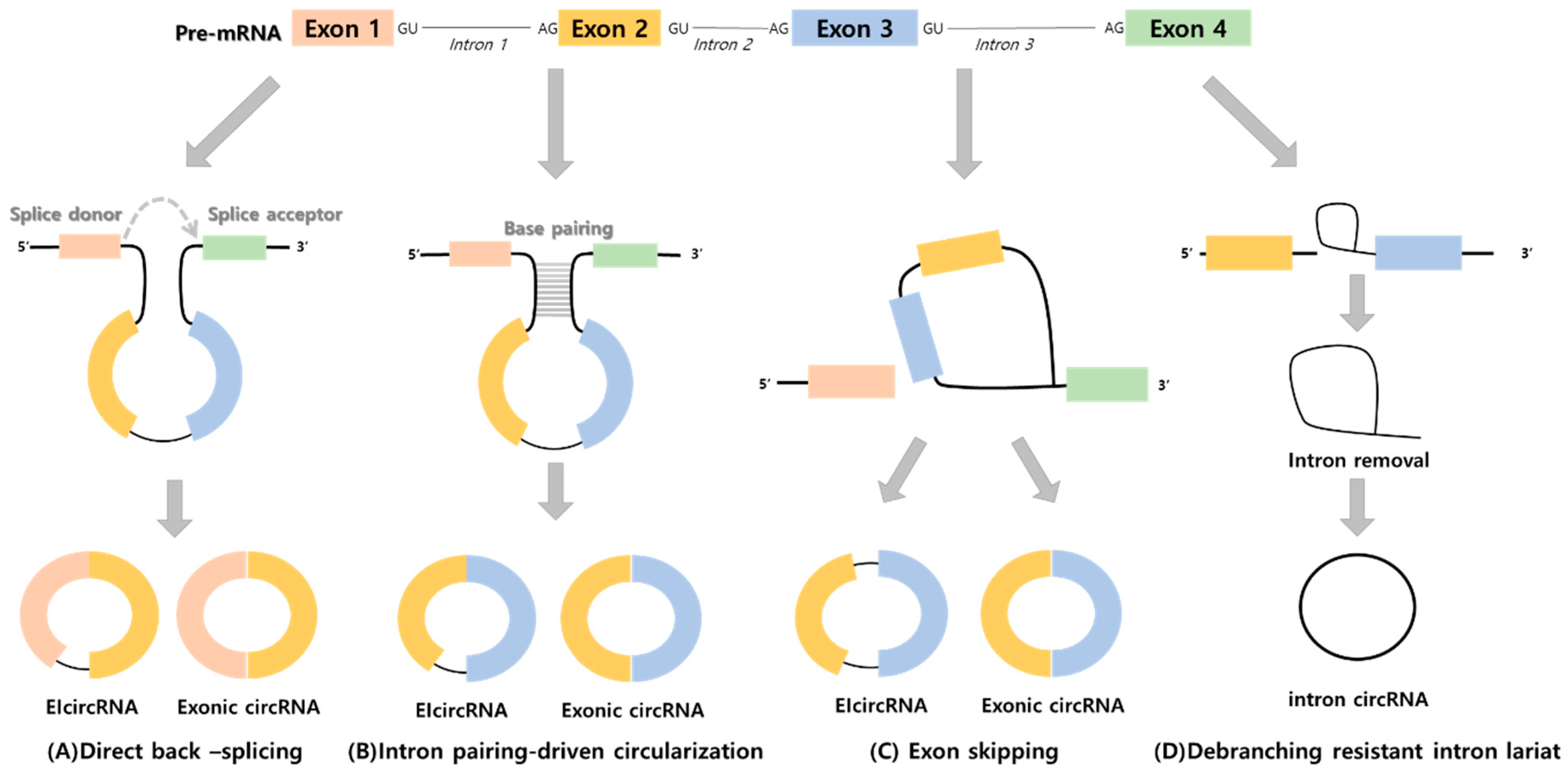 IJMS Free FullText The Tumorigenic Role of Circular RNAMicroRNA