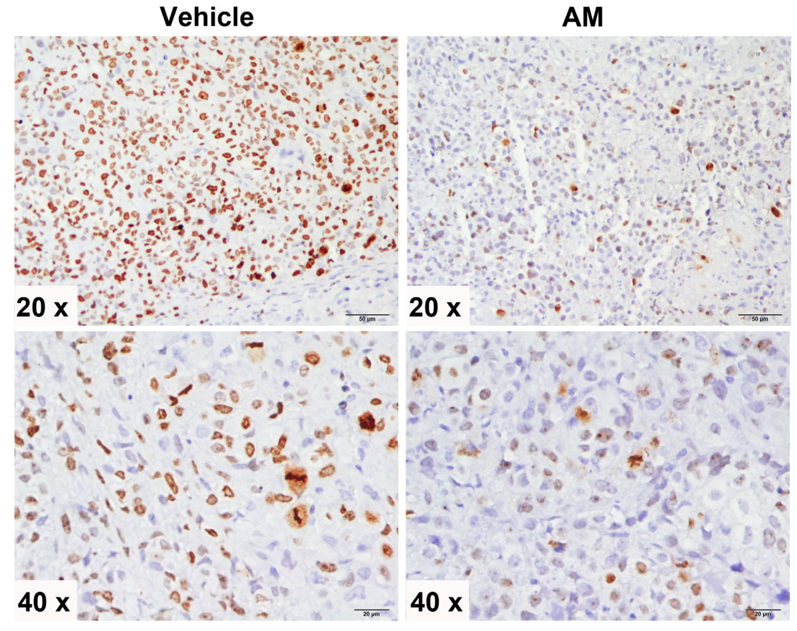 Ijms 24 03055 g006 550