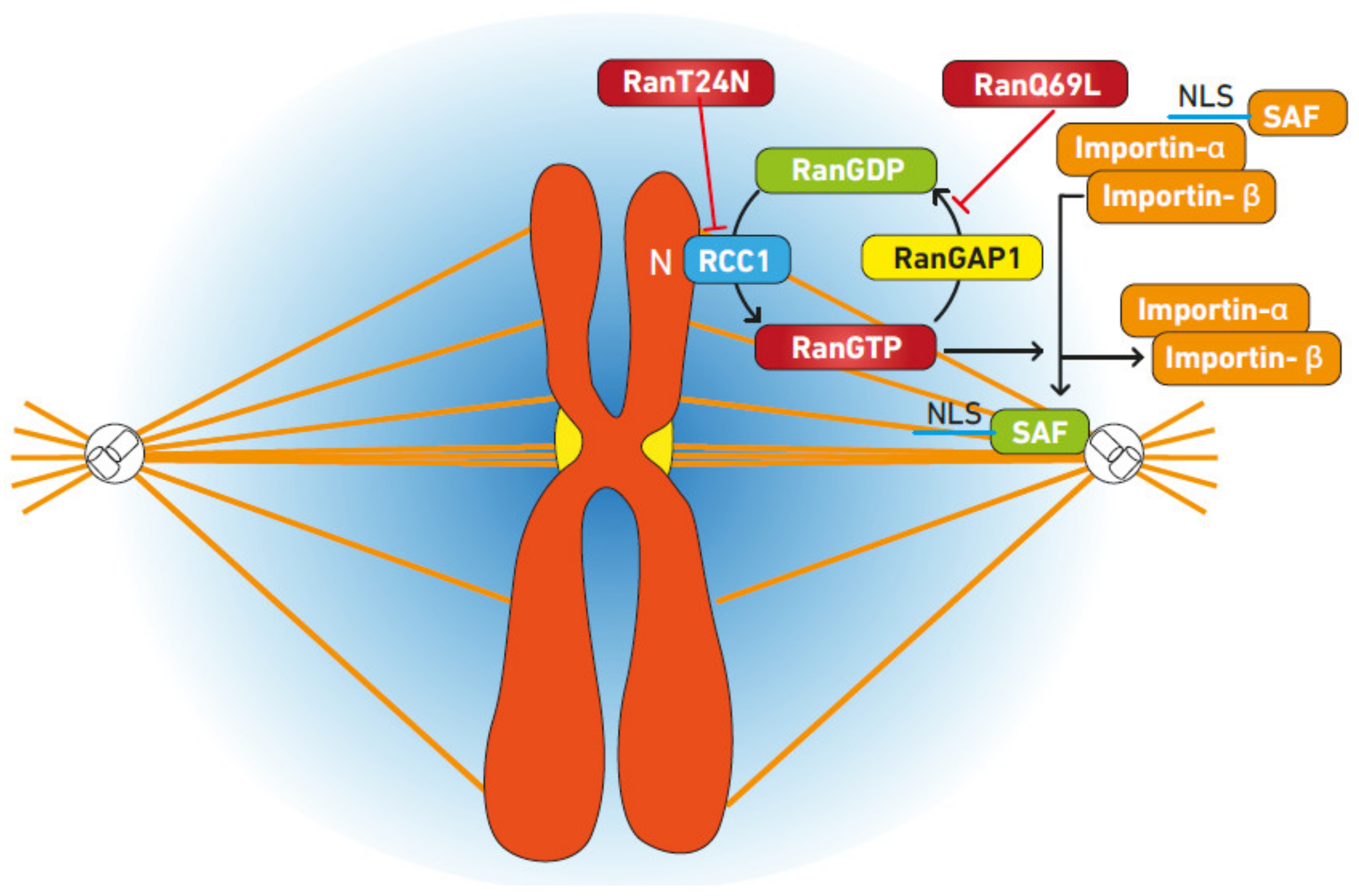 IJMS | Free Full-Text | Ran GTPase and Its Importance in Cellular ...