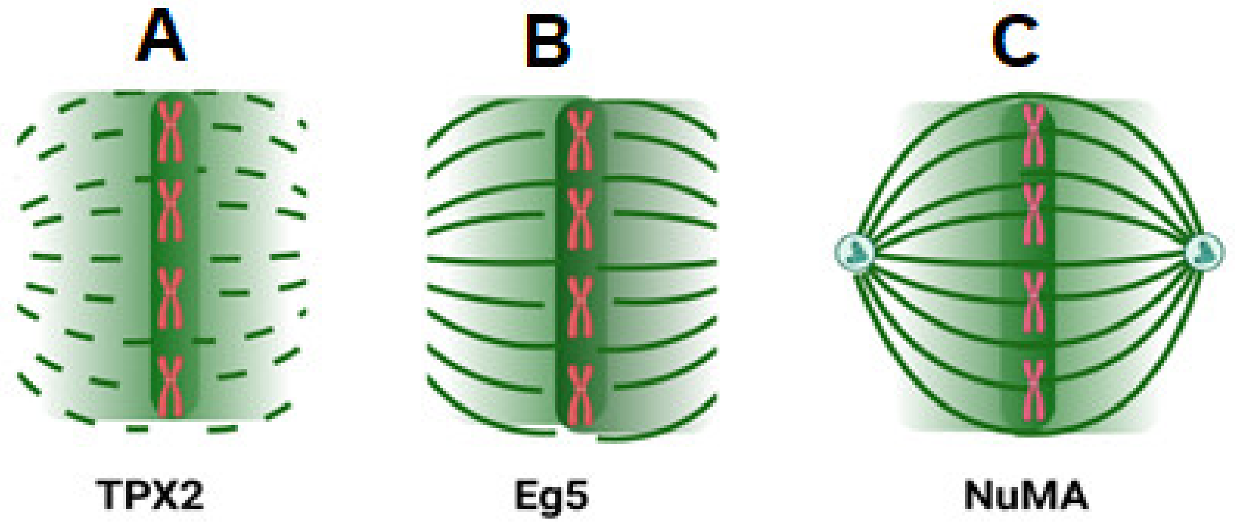 Ijms 24 03065 g003 Ijms 24 03065 g003