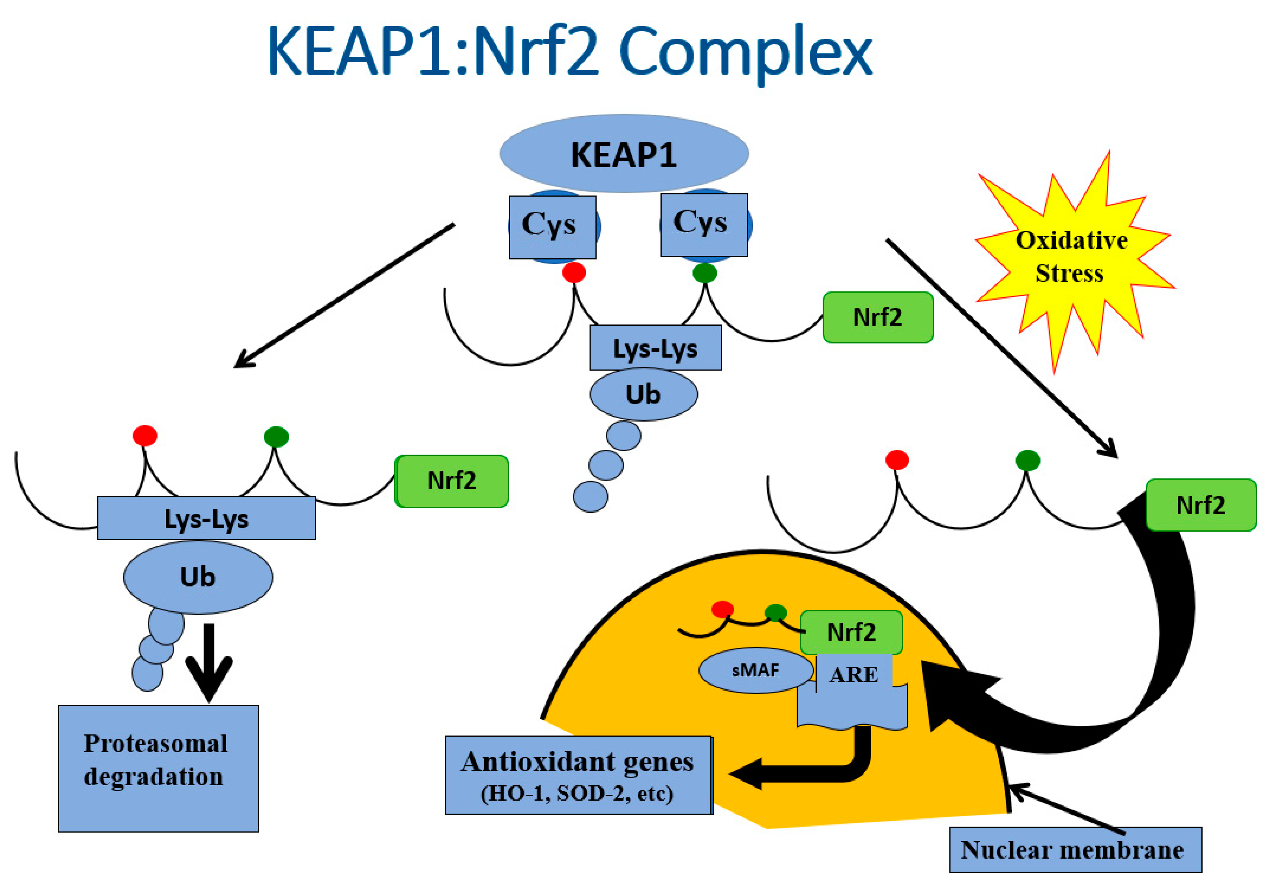 Ijms 24 03082 g006 Ijms 24 03082 g006