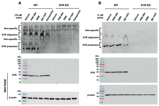 その他 thus Advancements in Nanowire-Based Devices for Neuromorphic