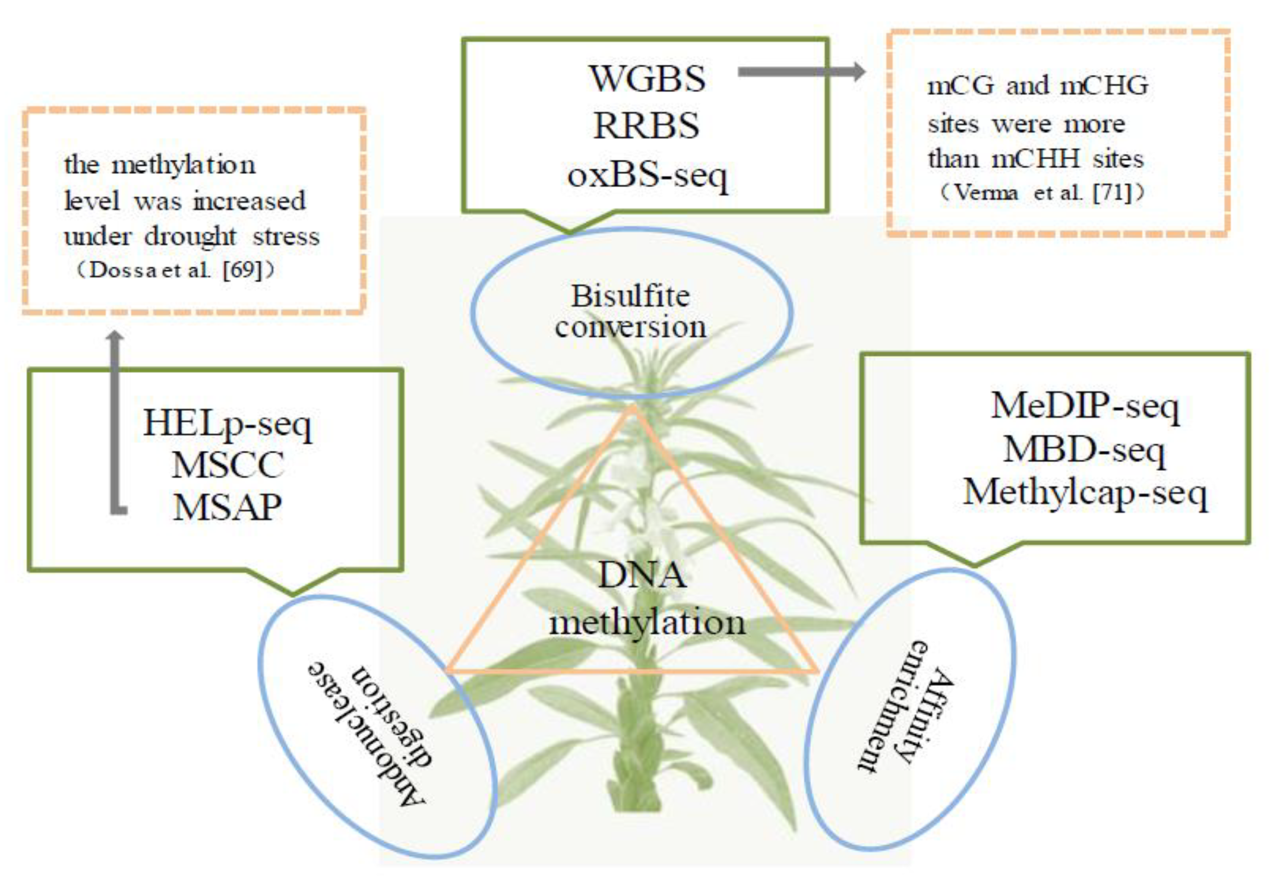IJMS | Free Full-Text | Current Progress, Applications and Challenges of  Multi-Omics Approaches in Sesame Genetic Improvement