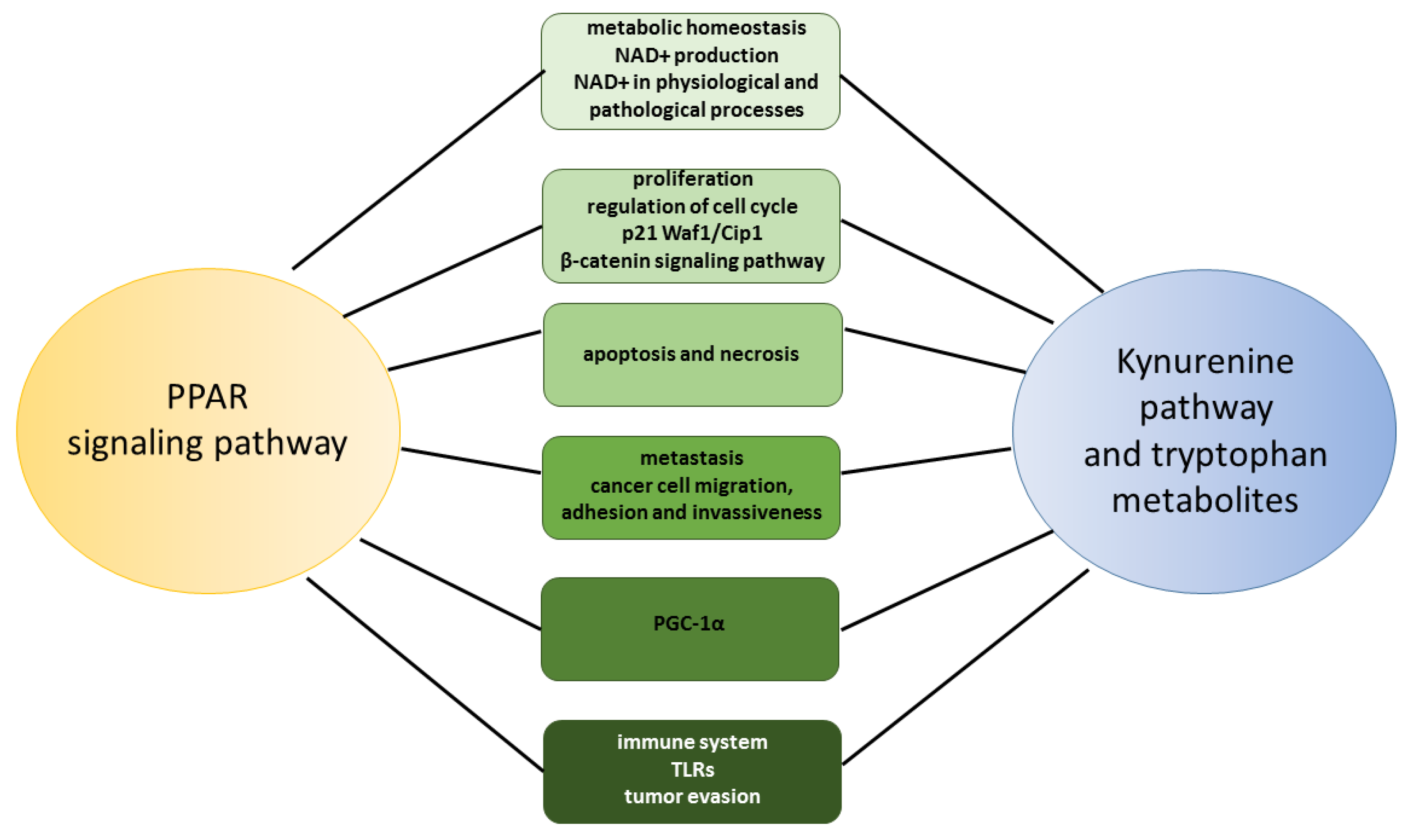 Ijms 24 03114 g005 Ijms 24 03114 g005