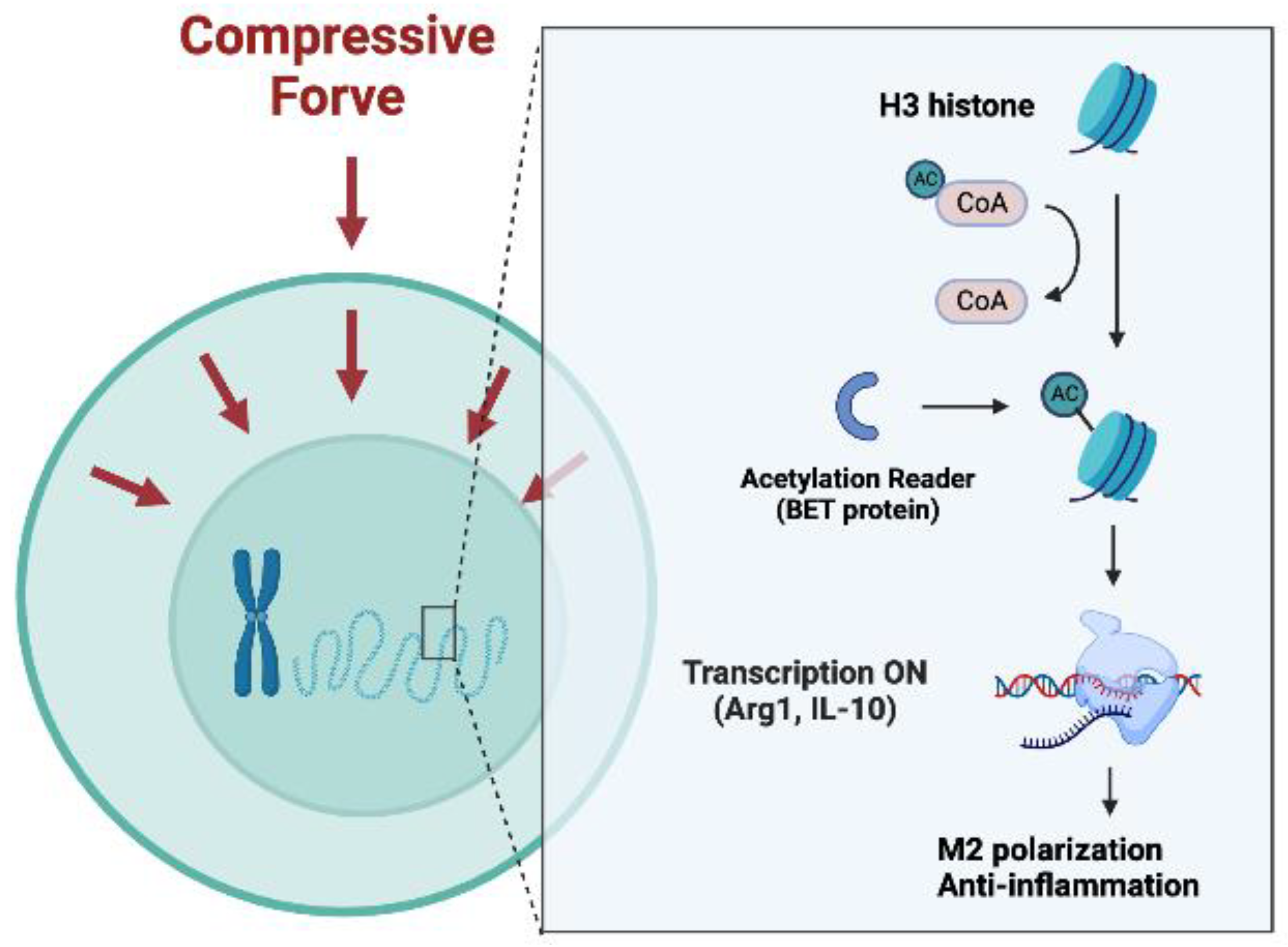 Ijms 24 03117 g006 550