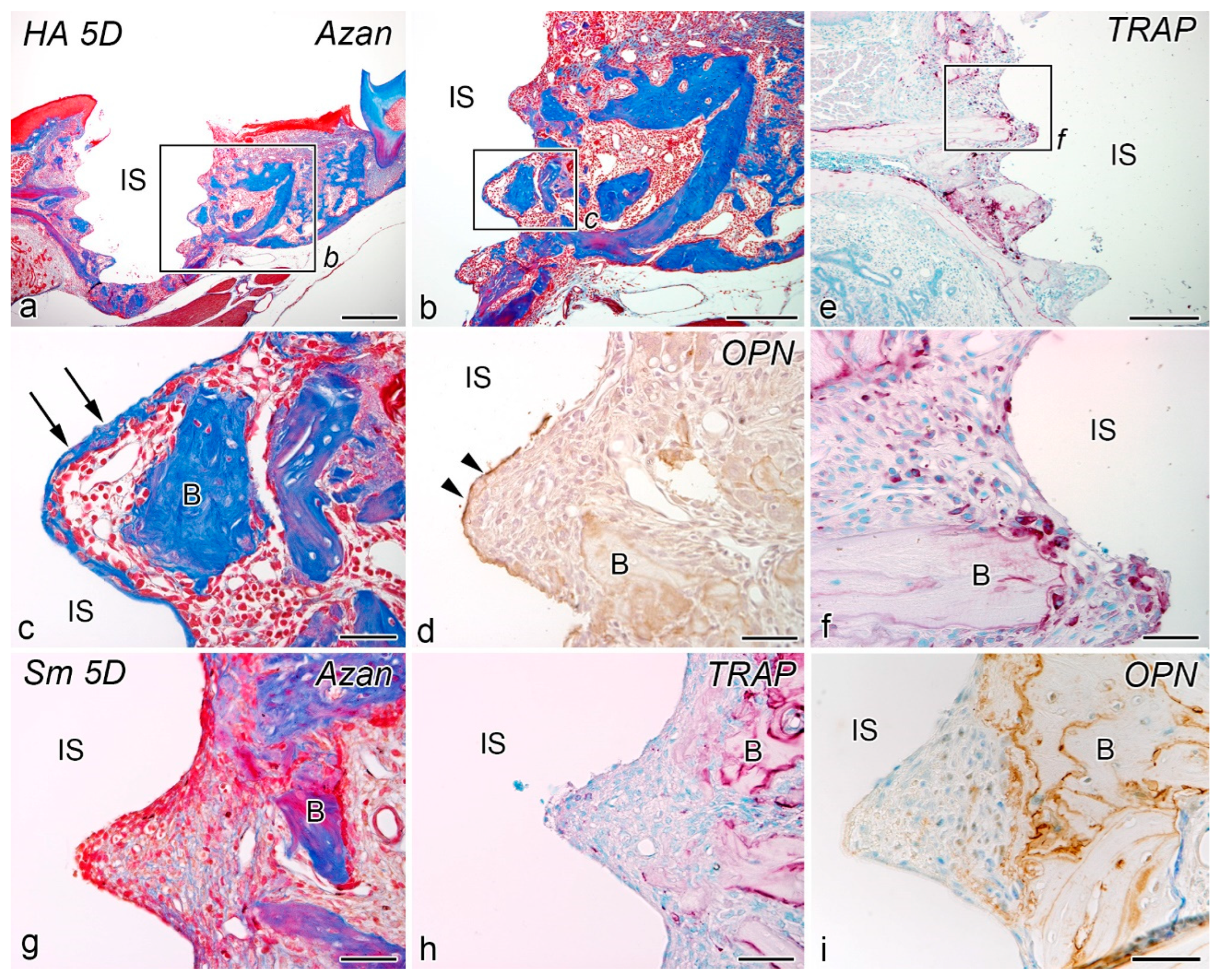 Ijms 24 03124 g002 550