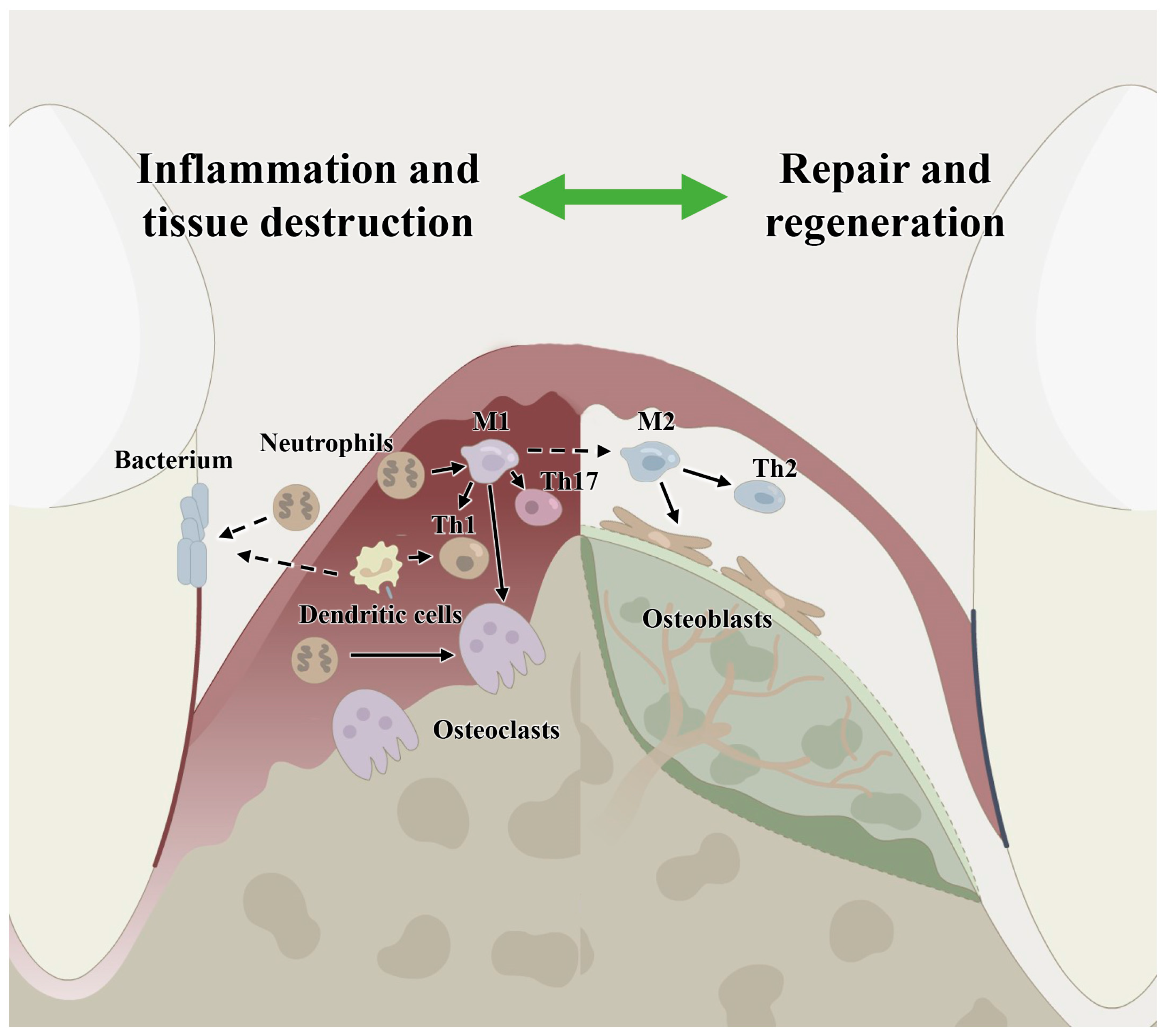 Ijms 24 03158 g001 550