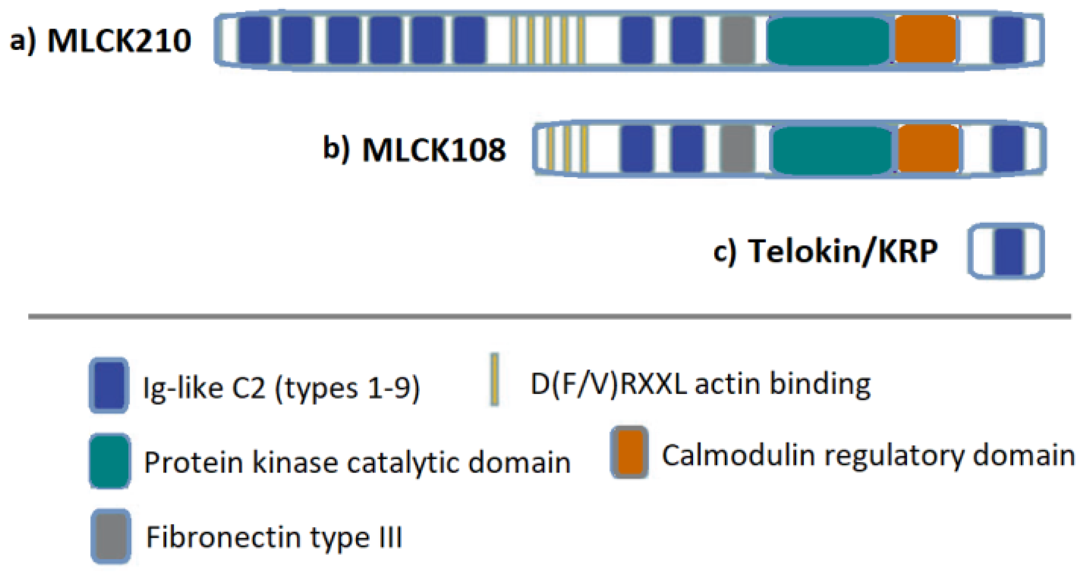 Ijms 24 03160 g002 Ijms 24 03160 g002
