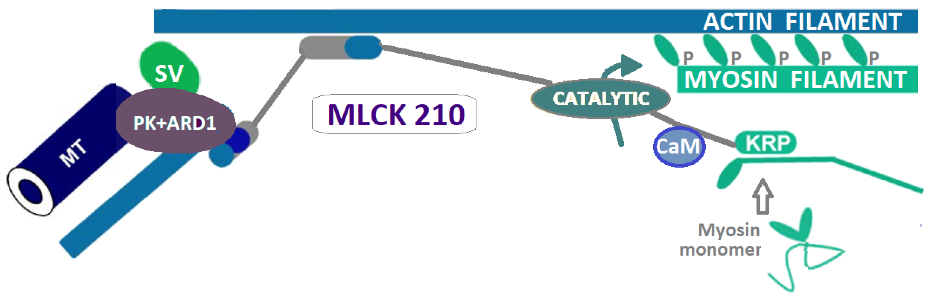 Ijms 24 03160 g003 Ijms 24 03160 g003