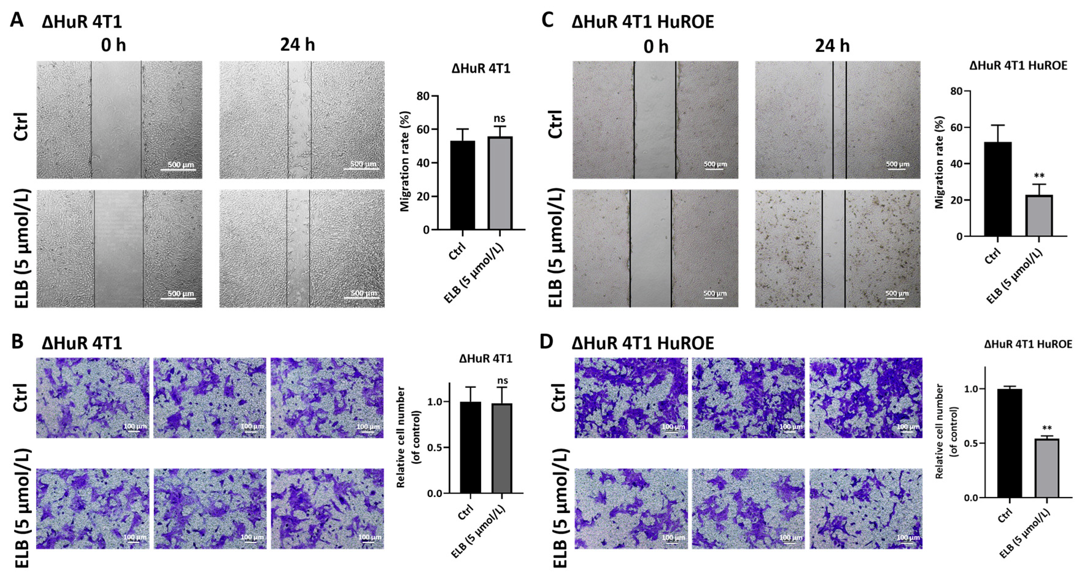 Ijms 24 03164 g003 Ijms 24 03164 g003