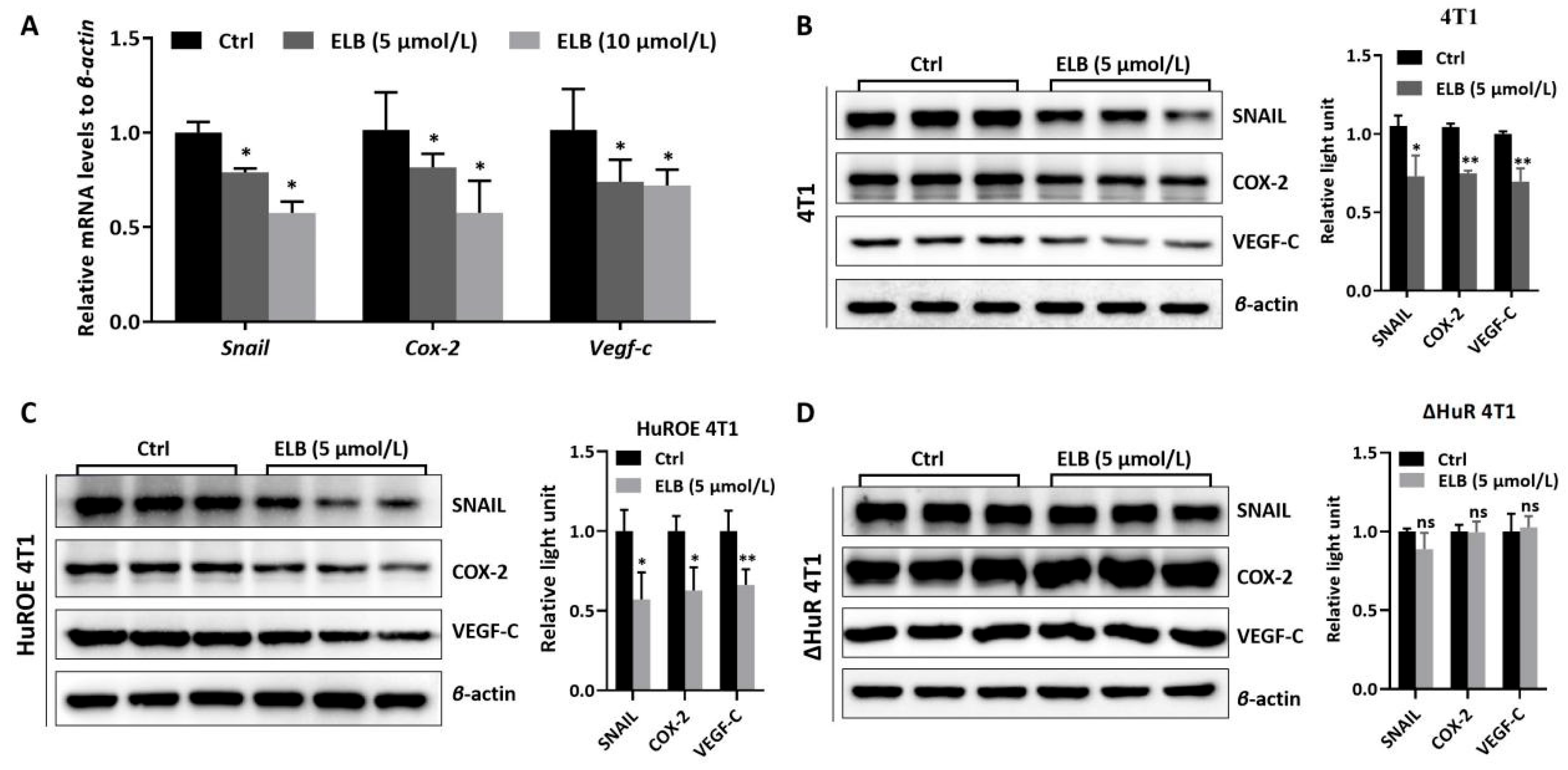 Ijms 24 03164 g004 Ijms 24 03164 g004