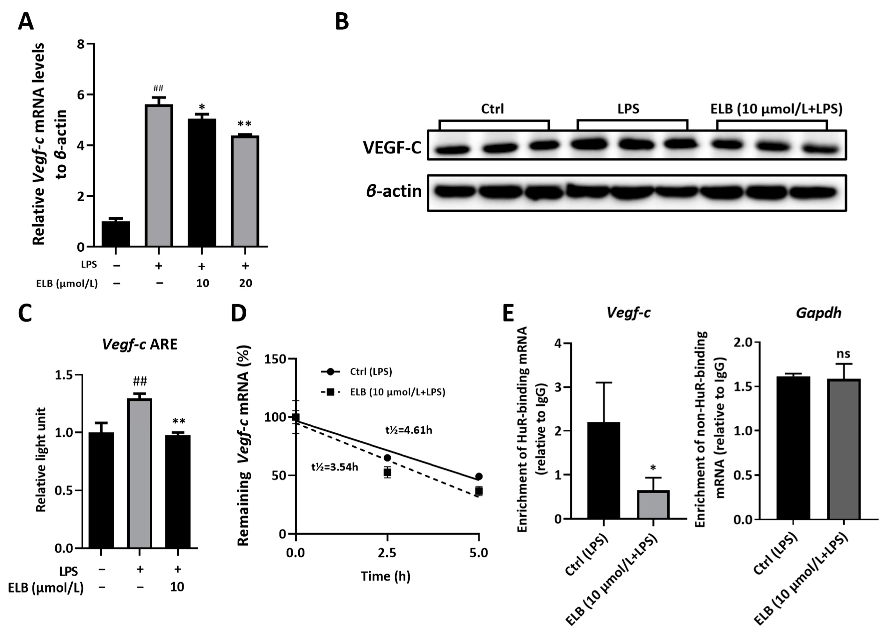 Ijms 24 03164 g006 Ijms 24 03164 g006