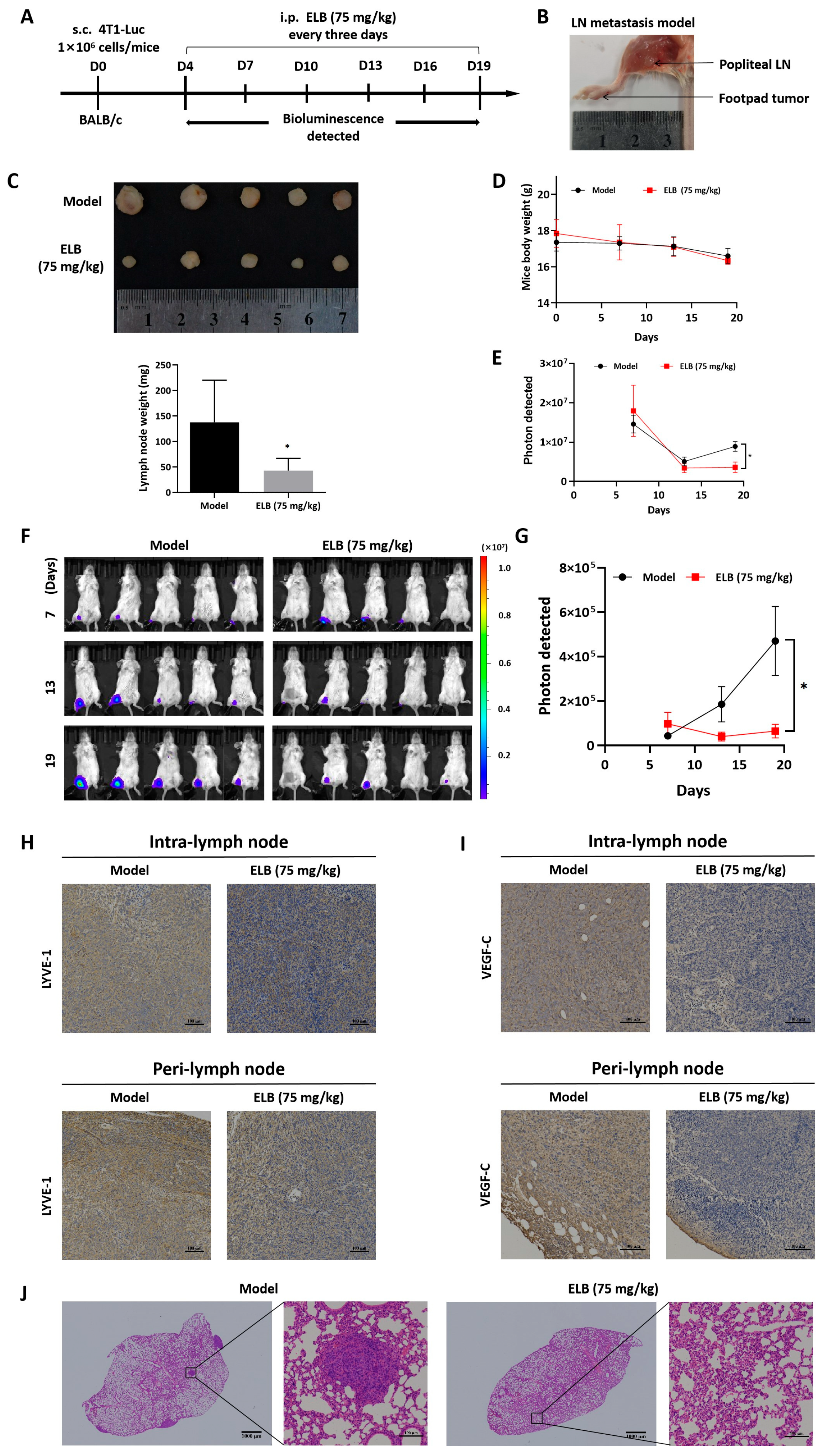 Ijms 24 03164 g009 Ijms 24 03164 g009