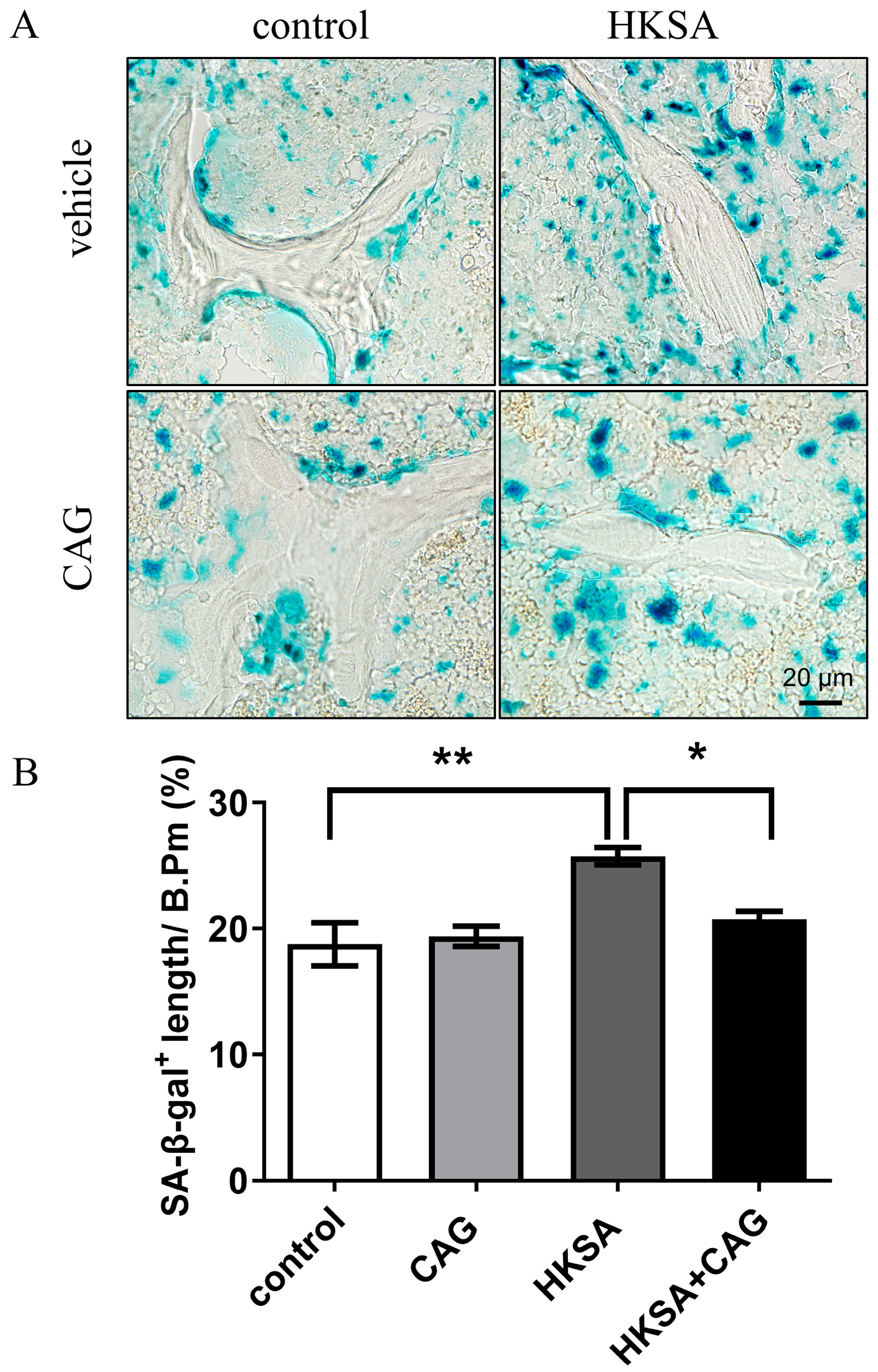 Ijms 24 03179 g005 Ijms 24 03179 g005