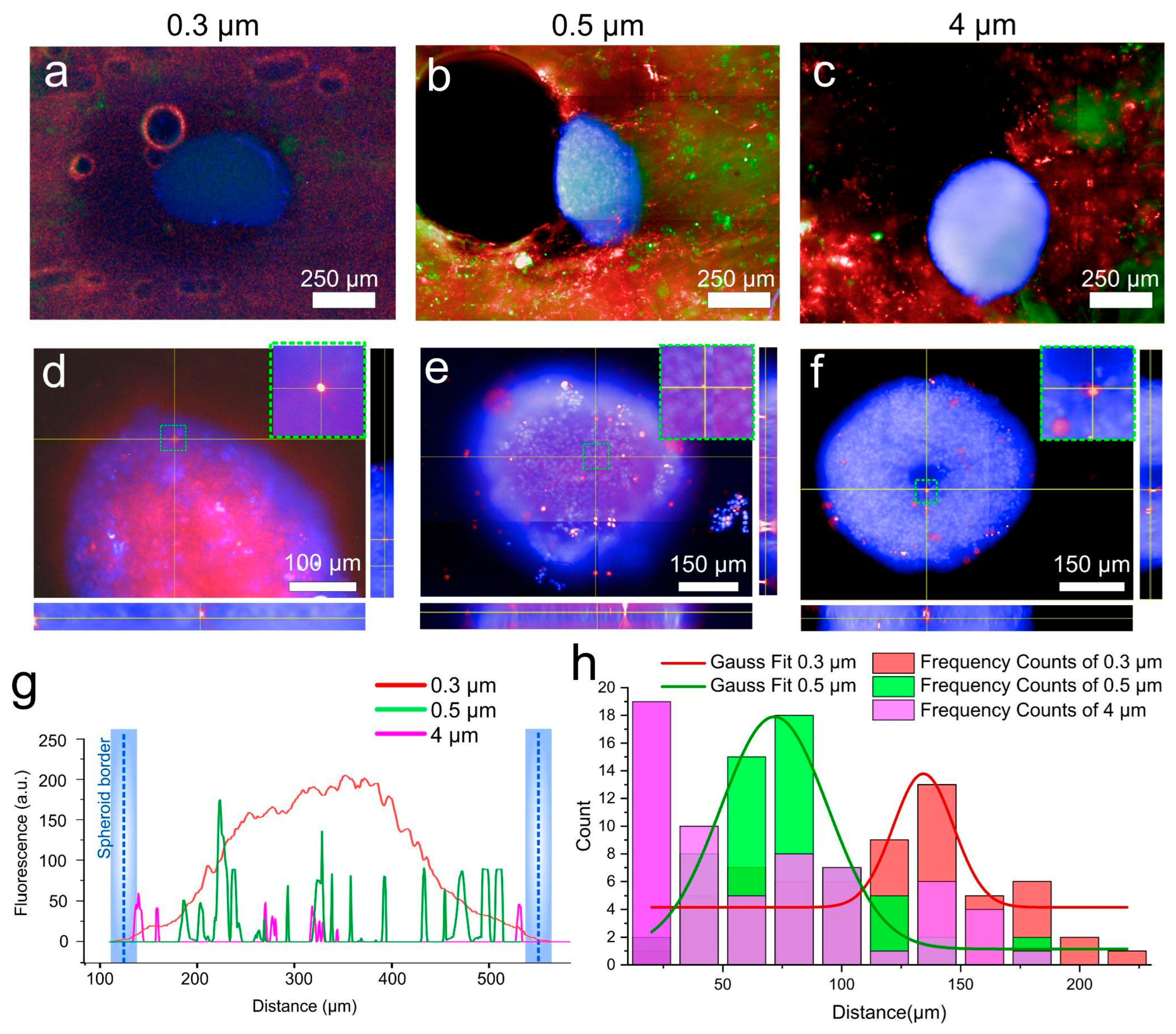 Ijms 24 03183 g004 Ijms 24 03183 g004