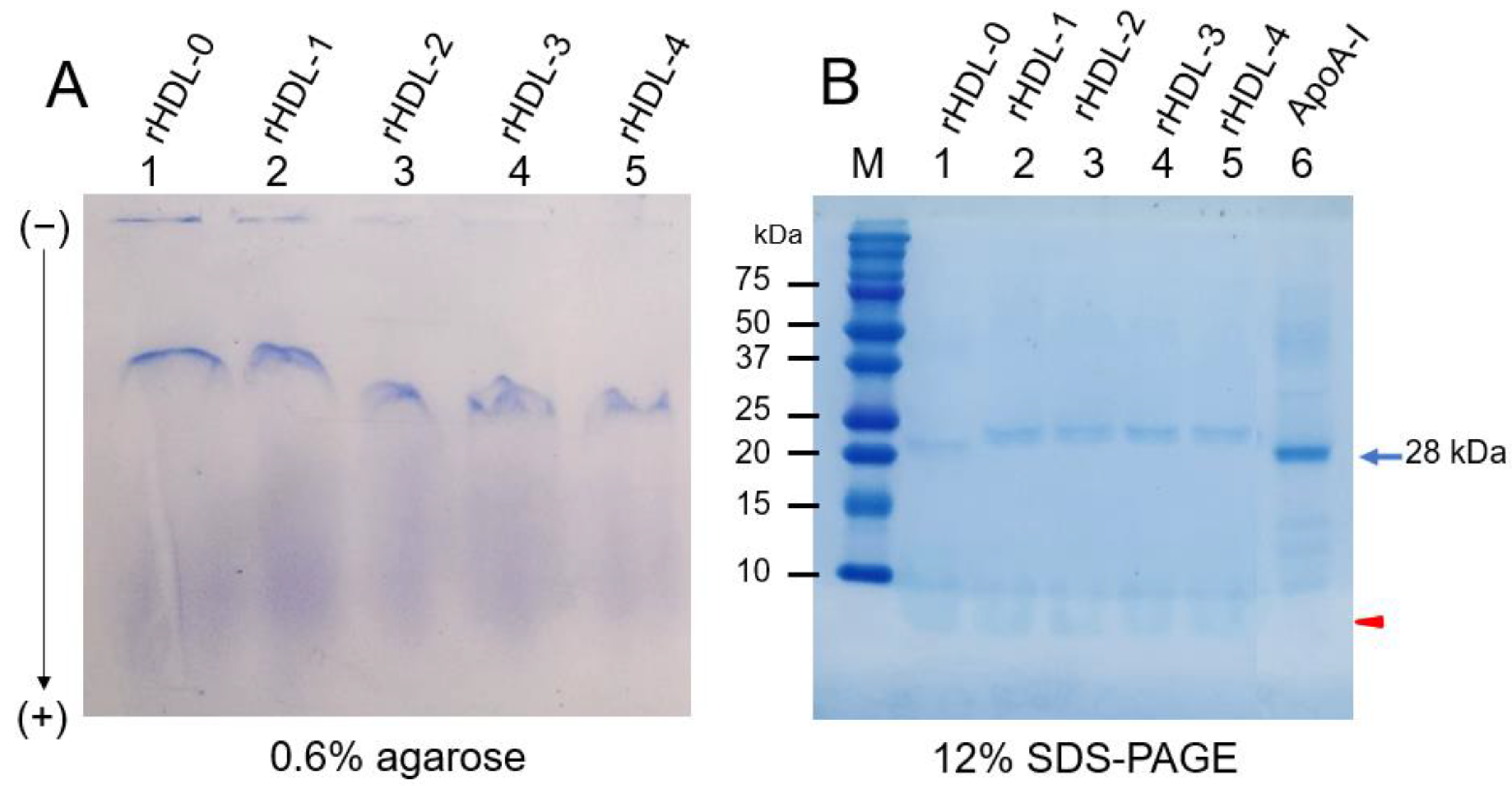 Ijms 24 03186 g001 Ijms 24 03186 g001
