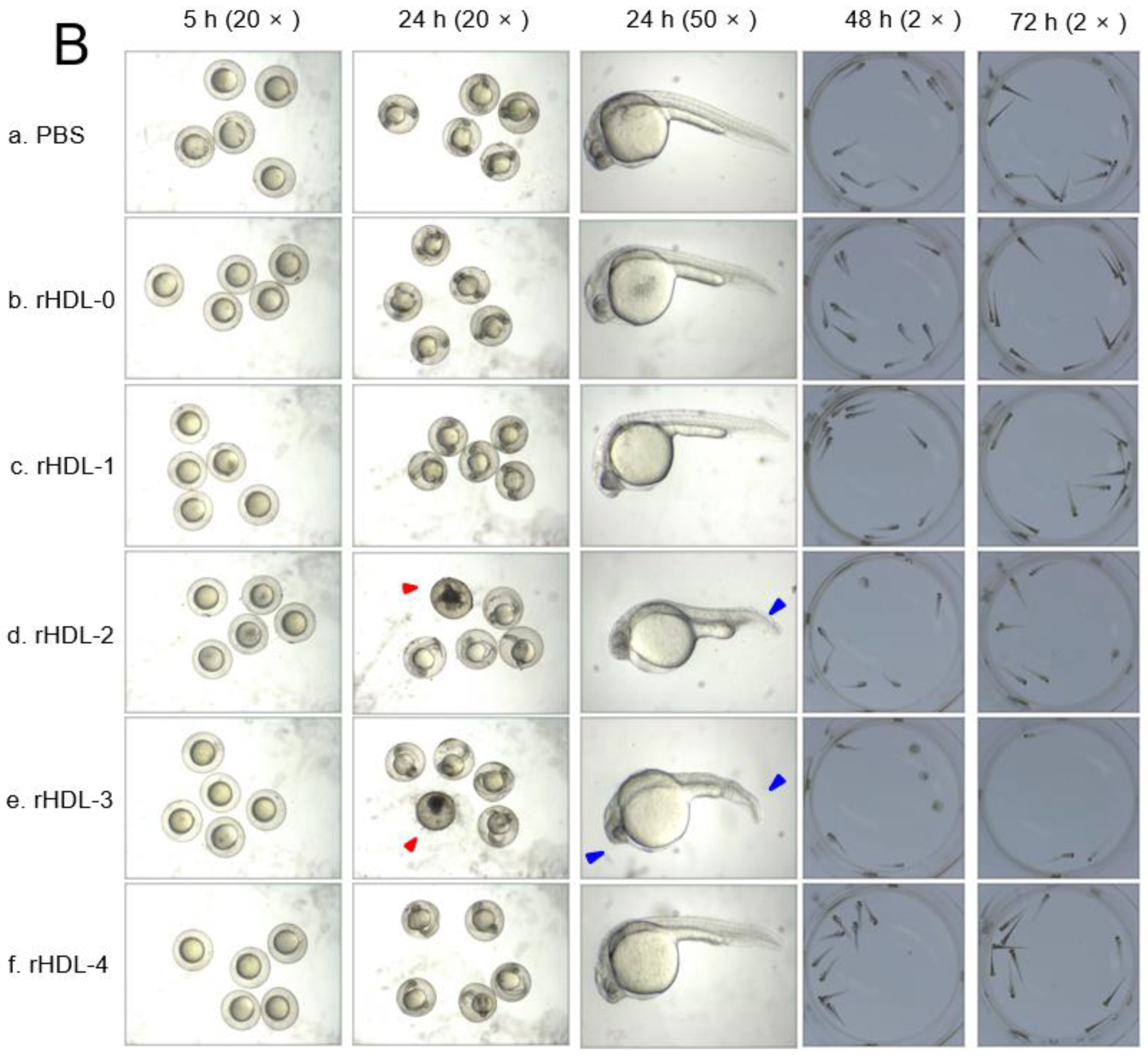 Ijms 24 03186 g005b Ijms 24 03186 g005b