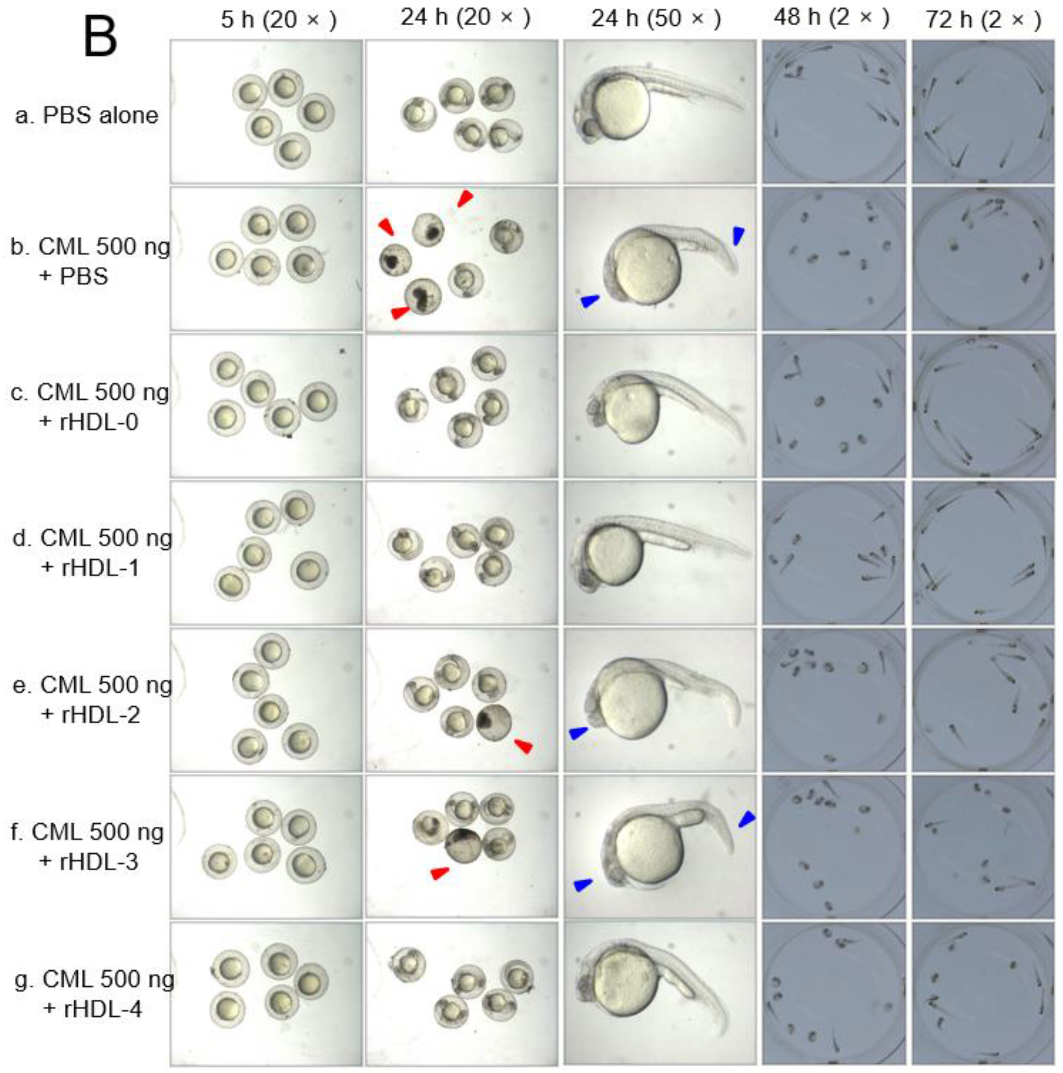 Ijms 24 03186 g006b Ijms 24 03186 g006b