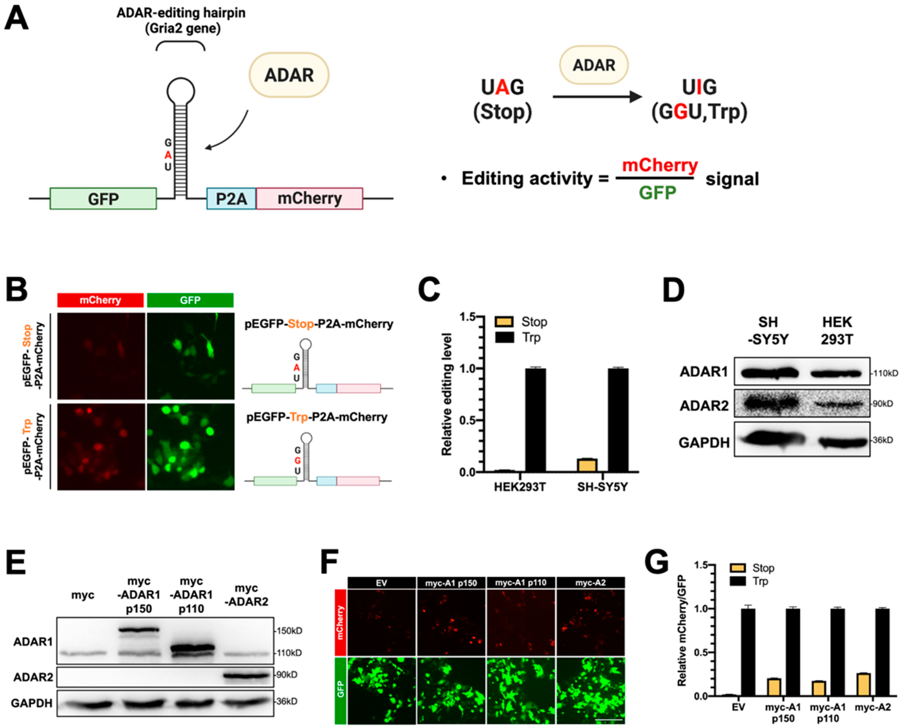 Ijms 24 03197 g002 Ijms 24 03197 g002