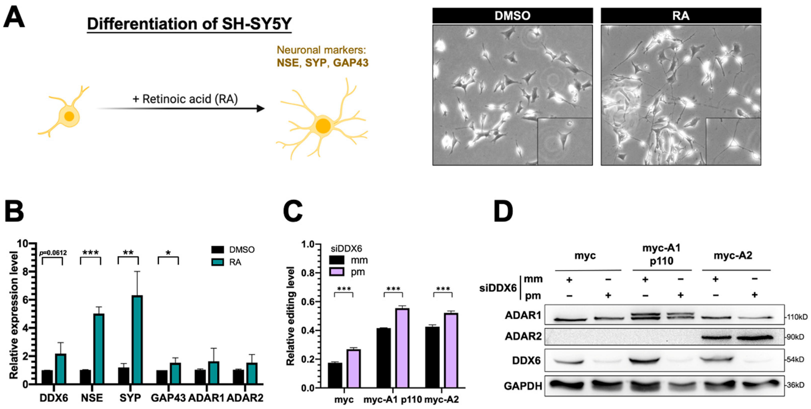 Ijms 24 03197 g006 Ijms 24 03197 g006
