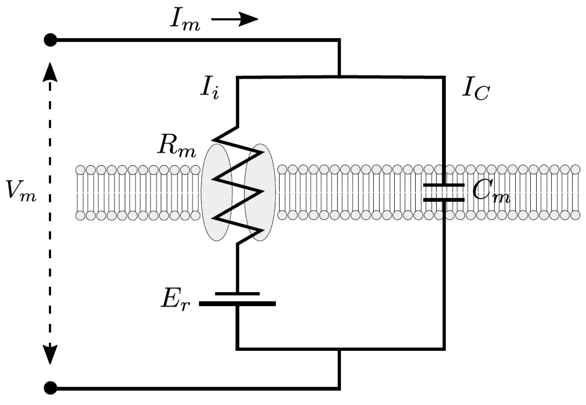 Ijms 24 03206 g0a1 Ijms 24 03206 g0a1