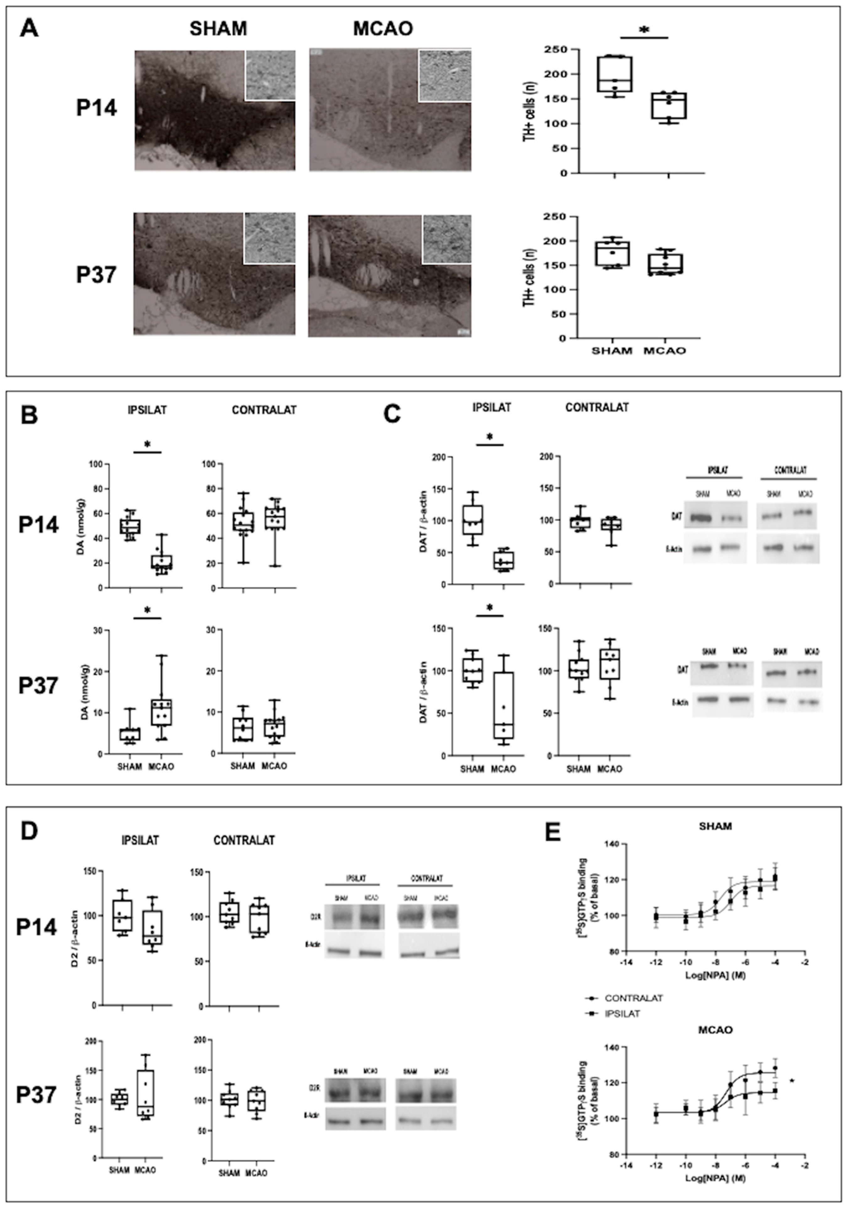 Ijms 24 03229 g003 550