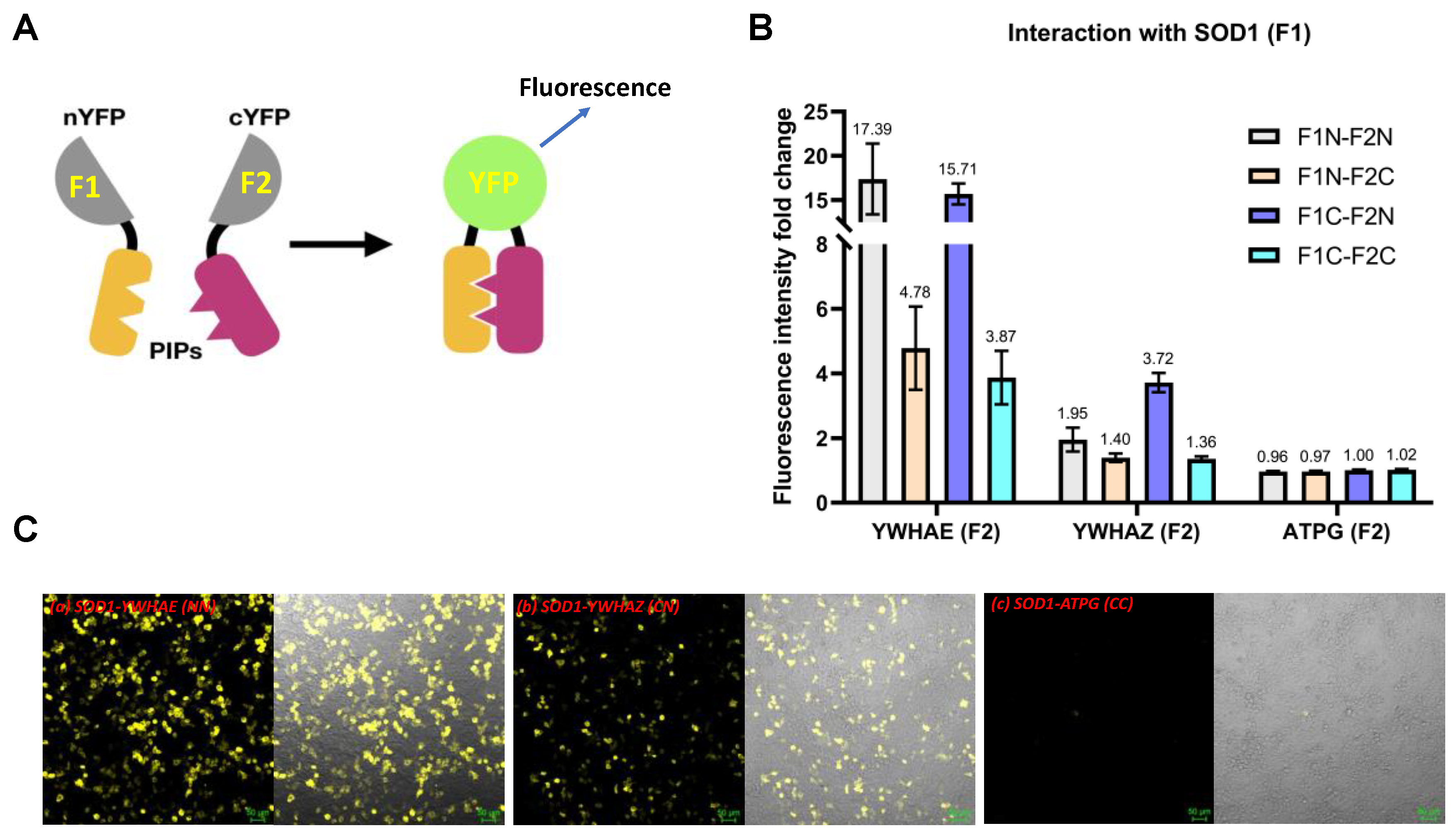 IJMS Free FullText Evidence and Metabolic Implications for a New
