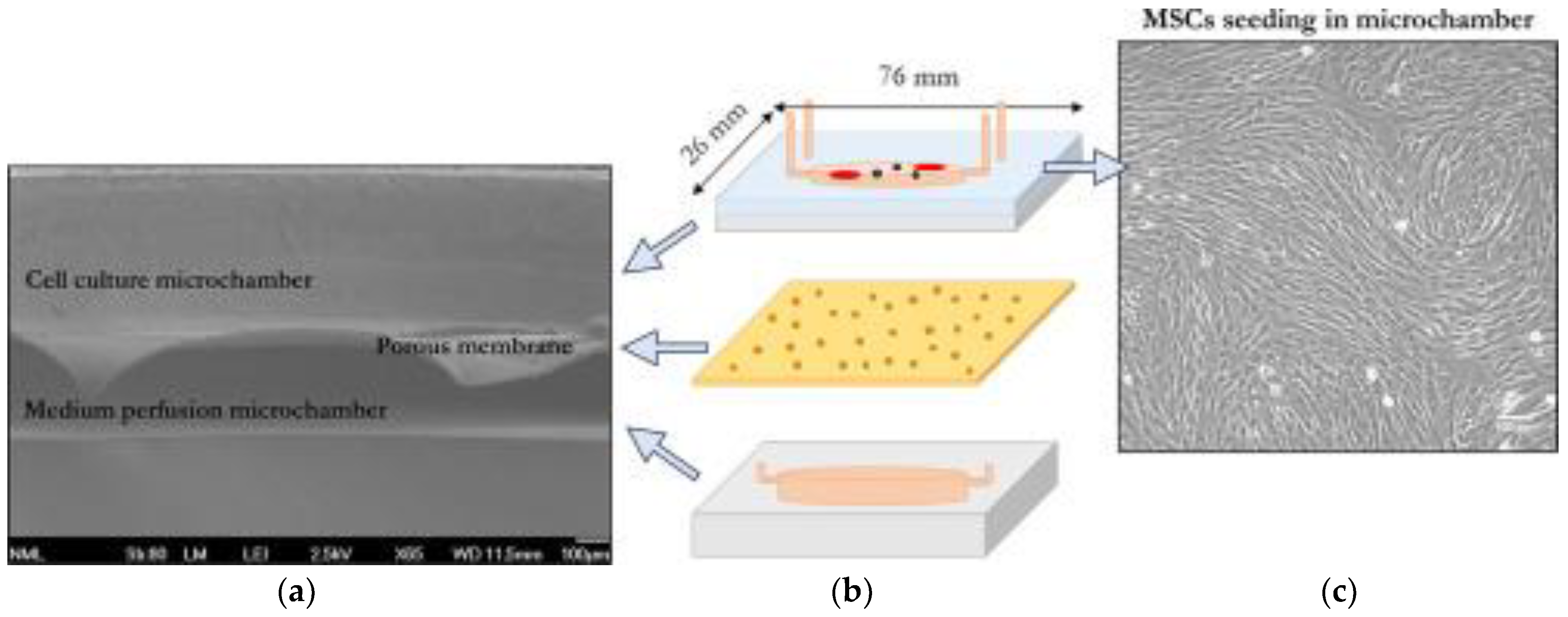 Ijms 24 03232 g001 Ijms 24 03232 g001