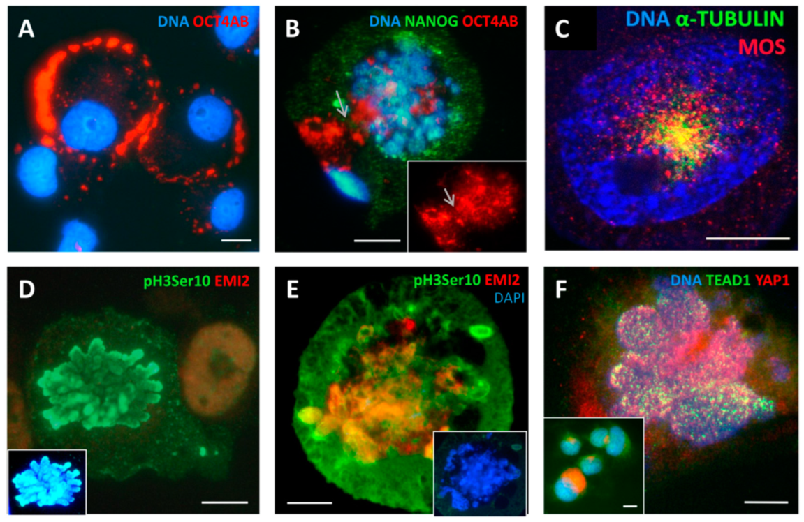 Ijms 24 03237 g007 Ijms 24 03237 g007