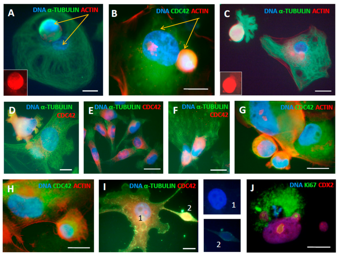 Ijms 24 03237 g009 Ijms 24 03237 g009