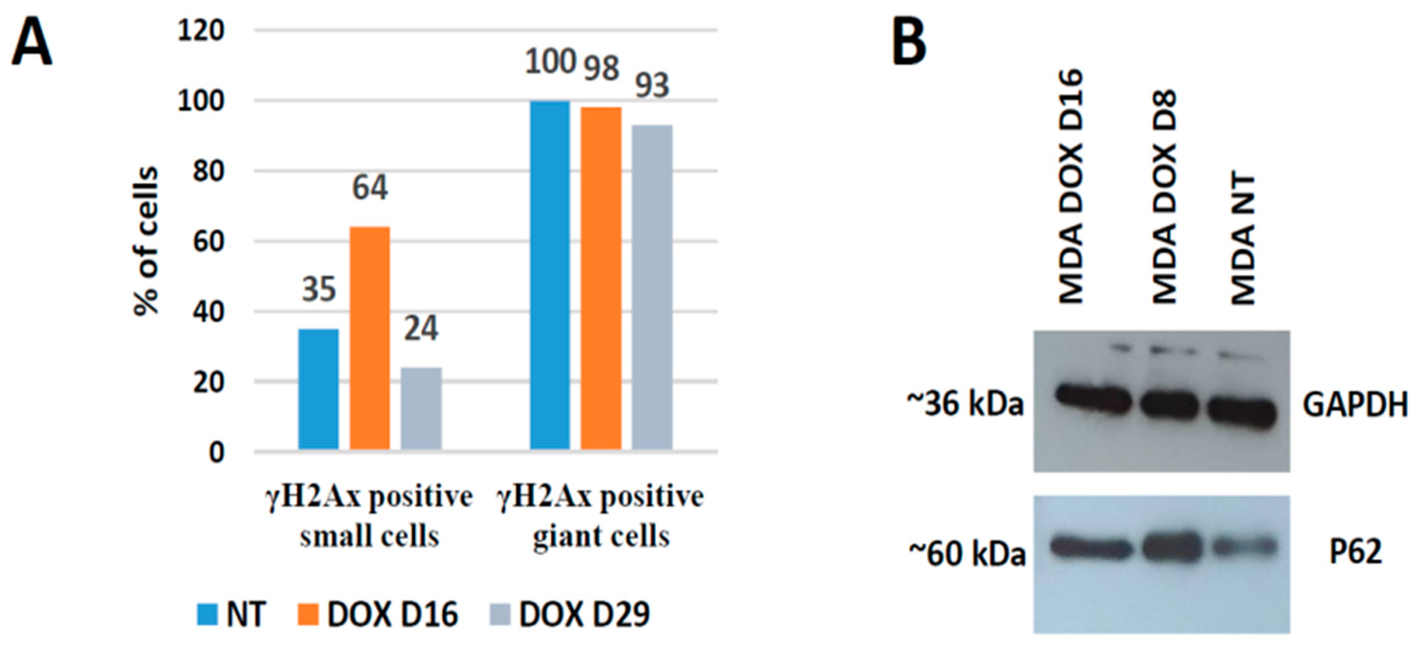 Ijms 24 03237 g011 Ijms 24 03237 g011