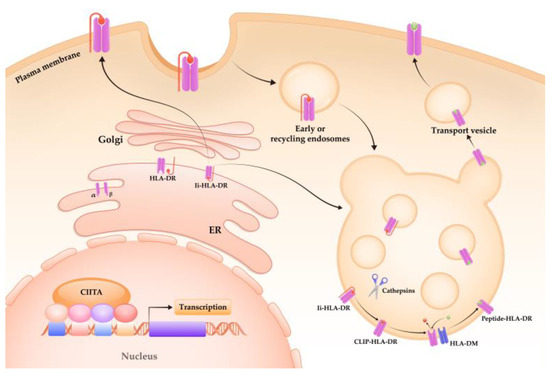 Monocytic HLA-DR Expression in Immune Responses of Acute