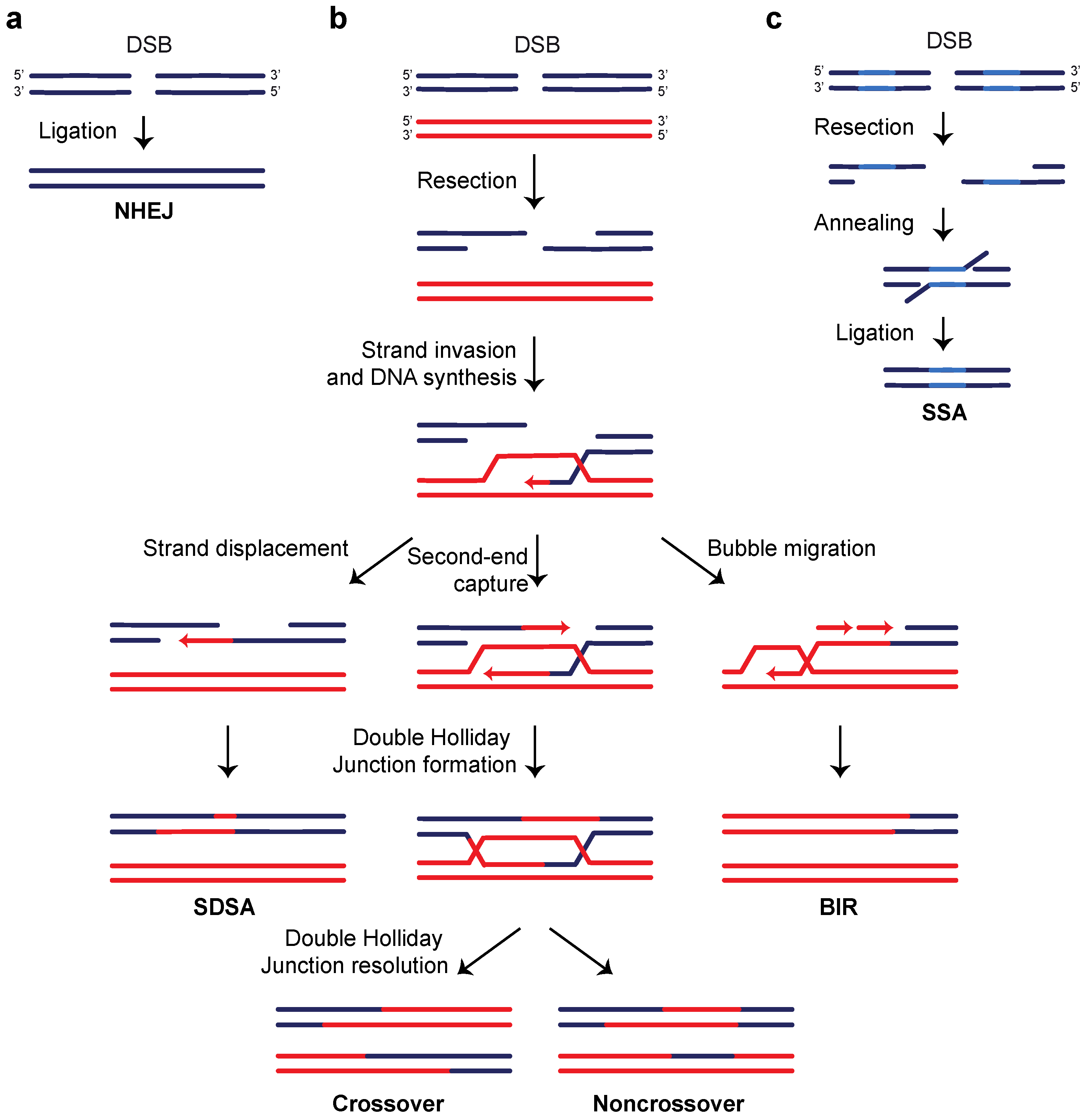 Ijms 24 03248 g001 Ijms 24 03248 g001