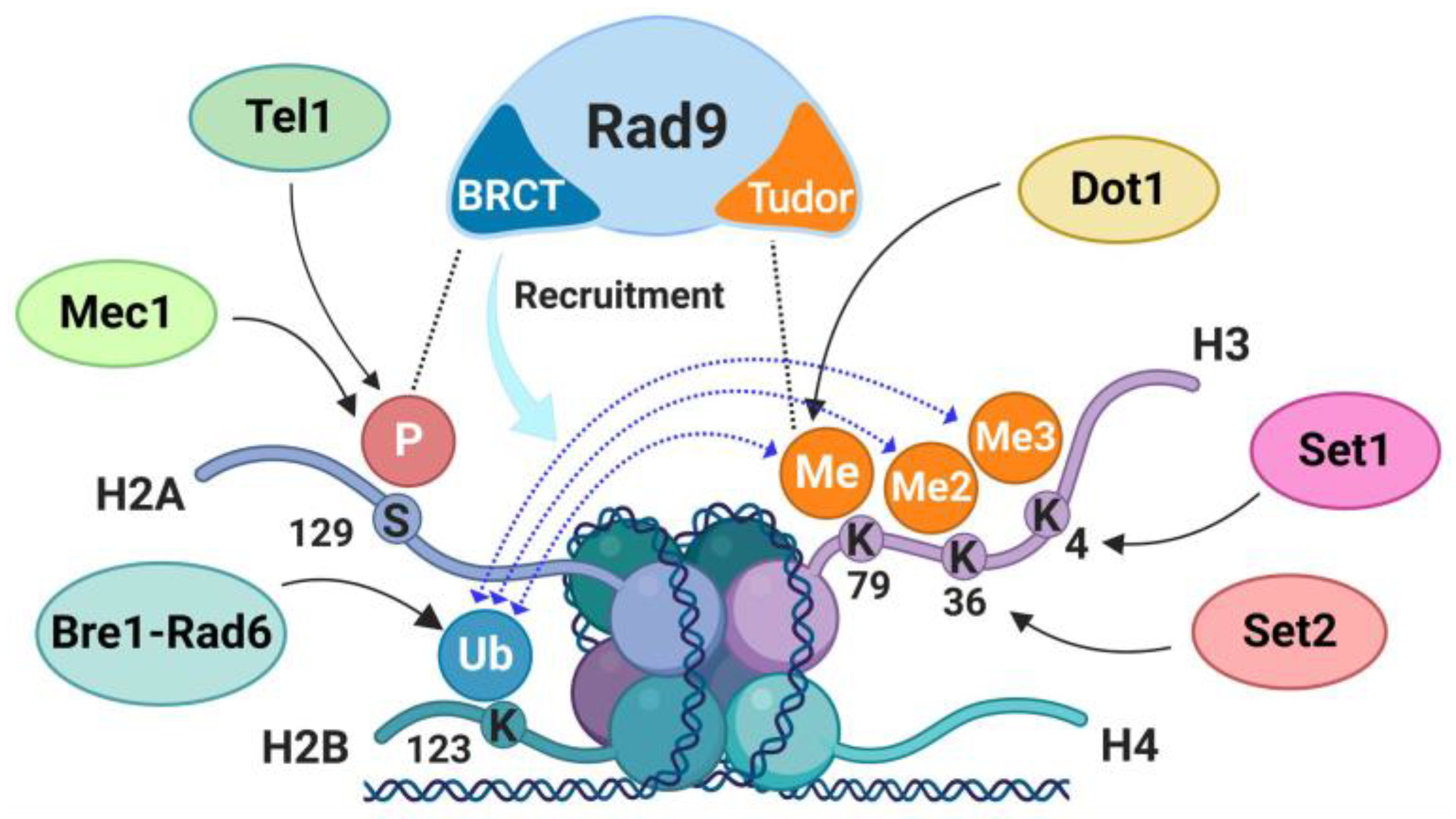 Ijms 24 03248 g002 Ijms 24 03248 g002