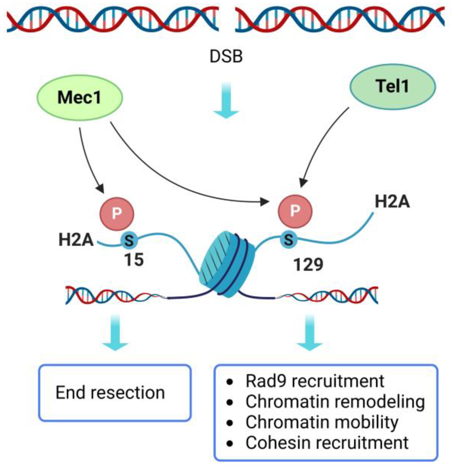Ijms 24 03248 g003 Ijms 24 03248 g003