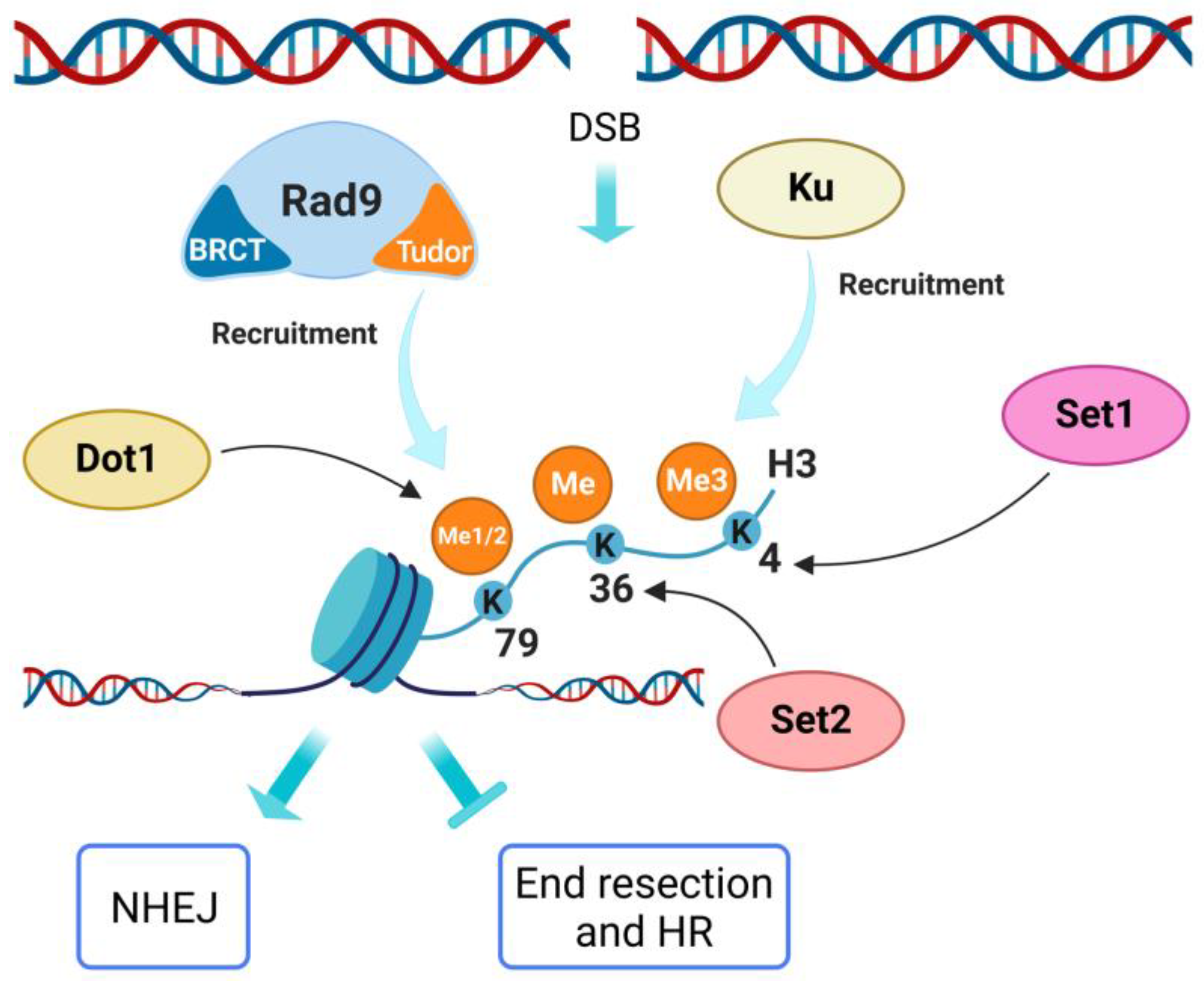 Ijms 24 03248 g004 Ijms 24 03248 g004